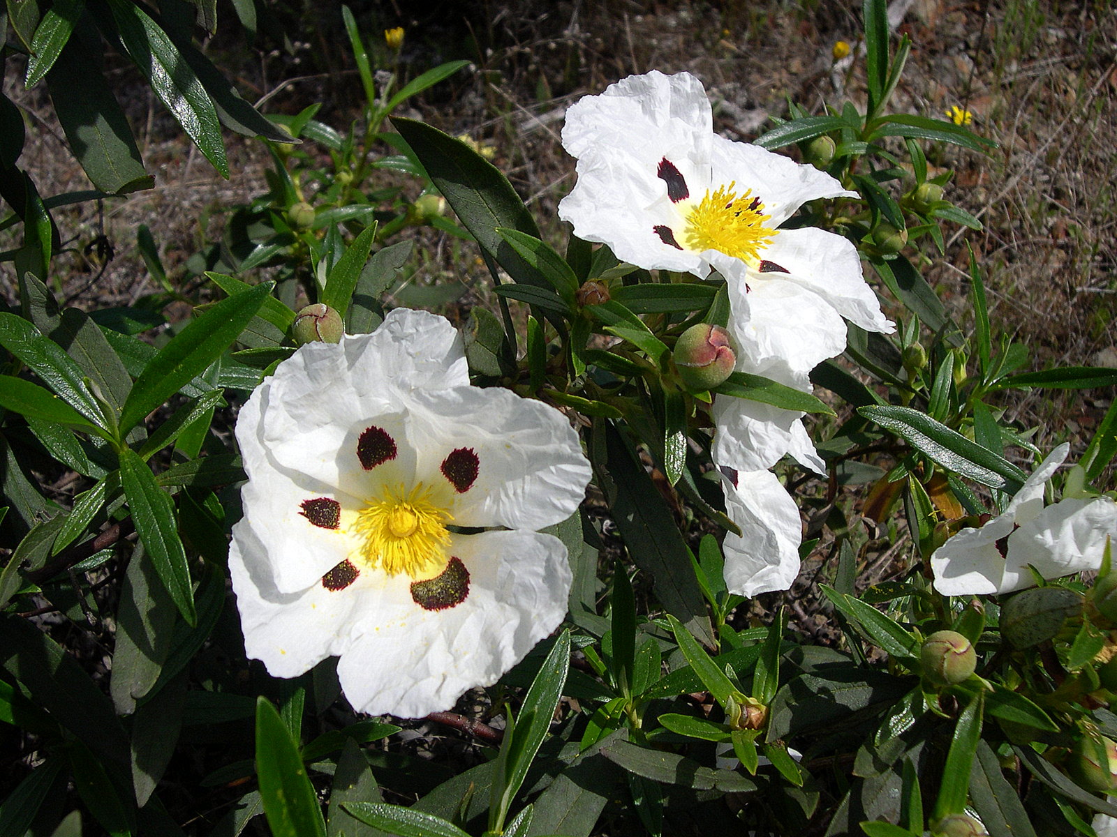Cistus ladanifer