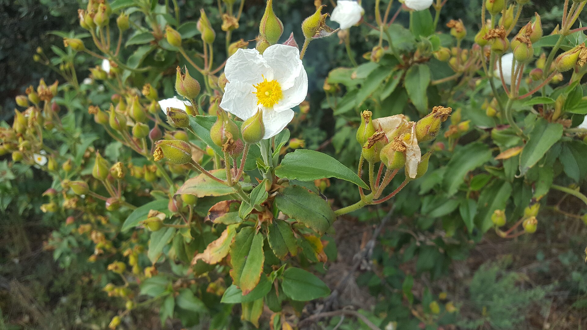 Cistus laurifolius