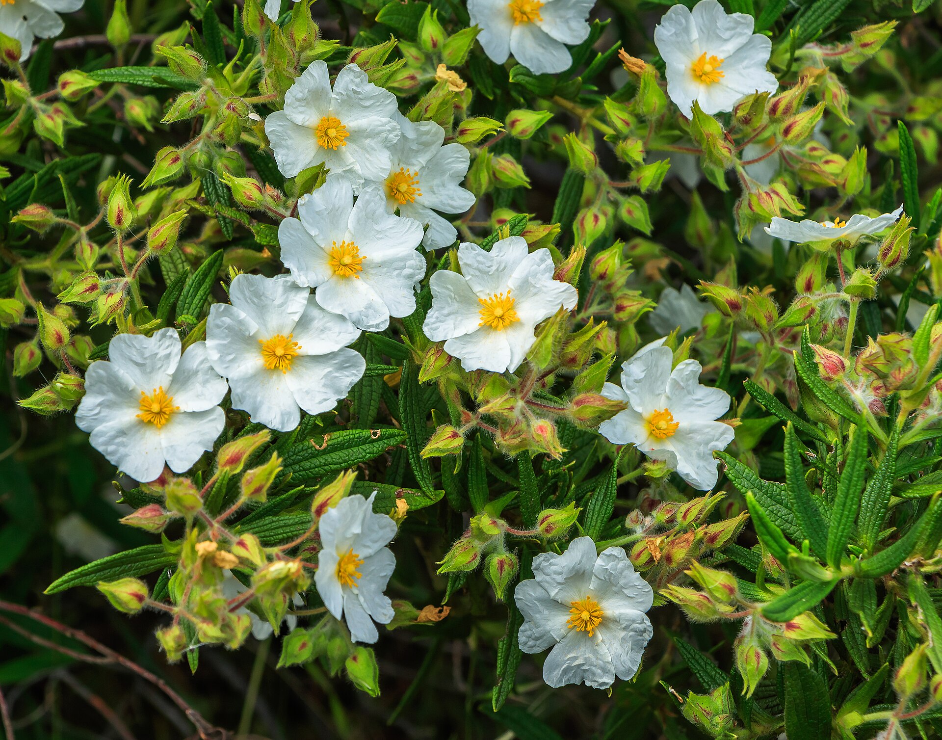 Cistus monspeliensis