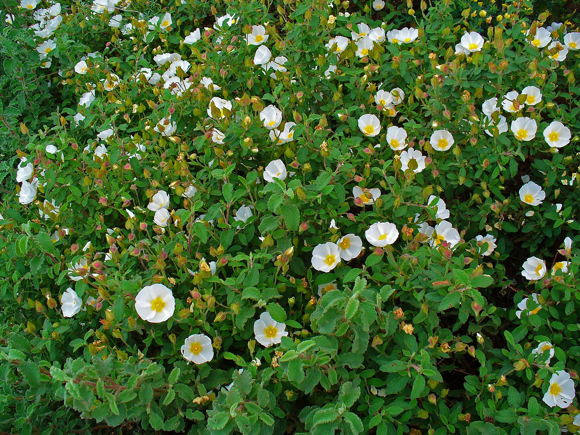 Cistus salviifolius