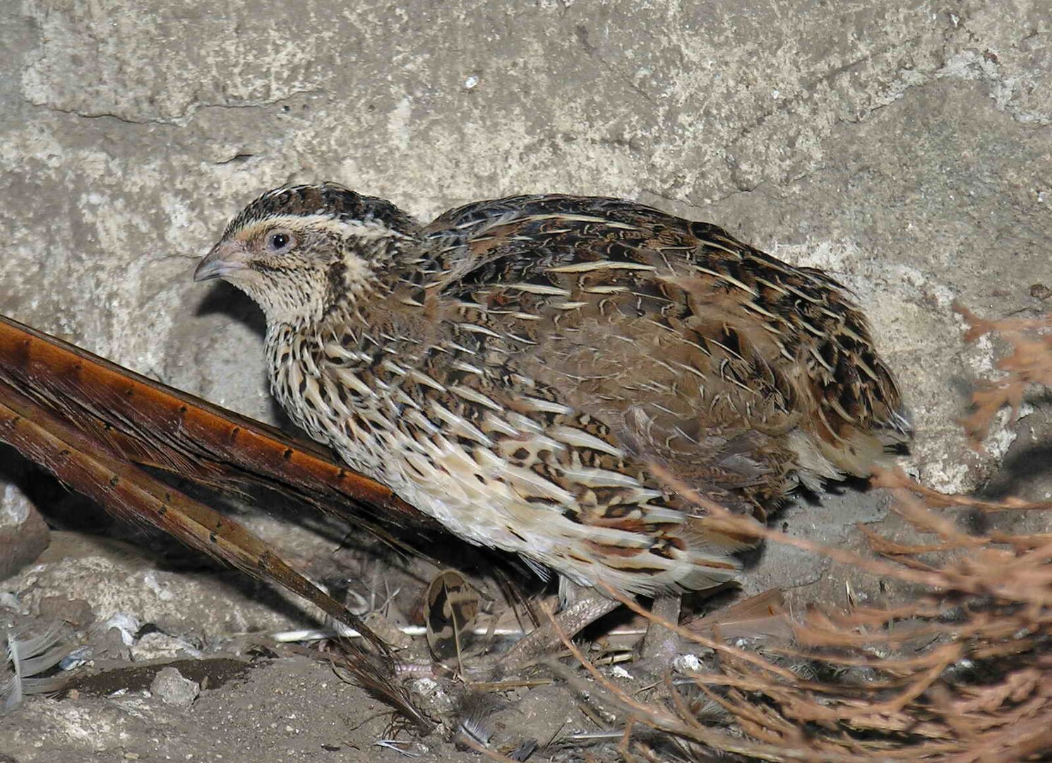 Codorniz Común (Coturnix coturnix)