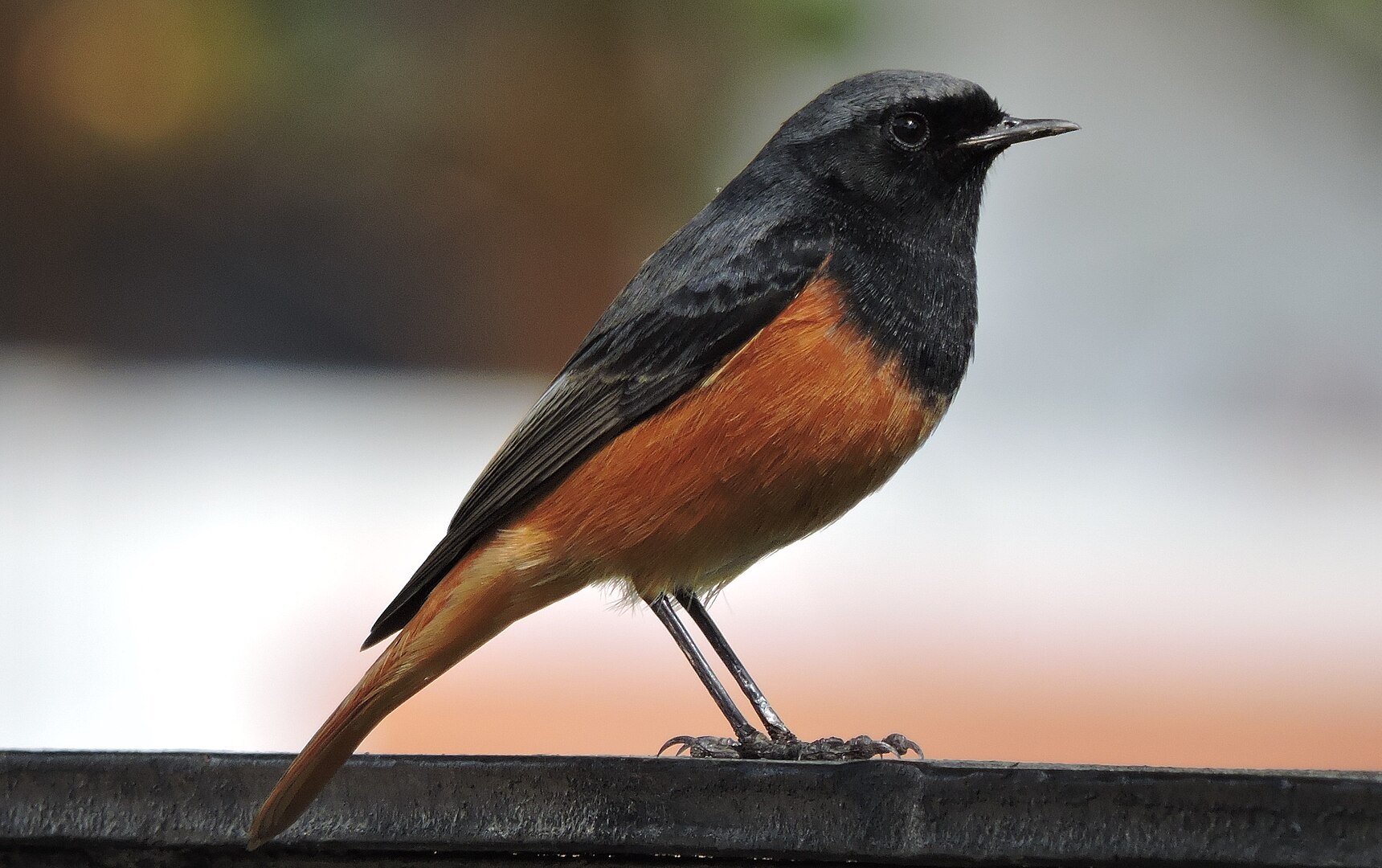 Colirrojo Tizón (Phoenicurus ochruros)