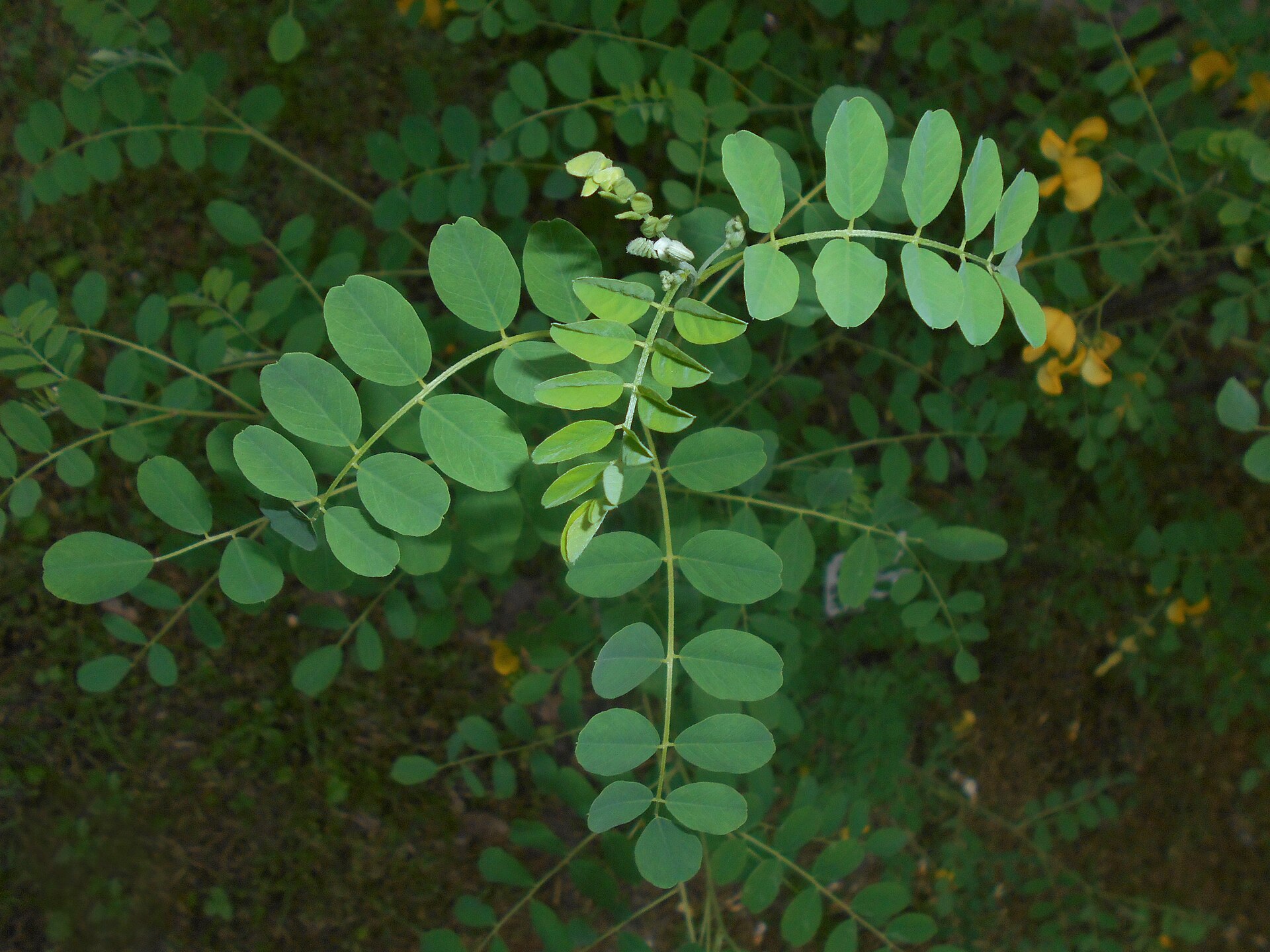 Colutea arborescens