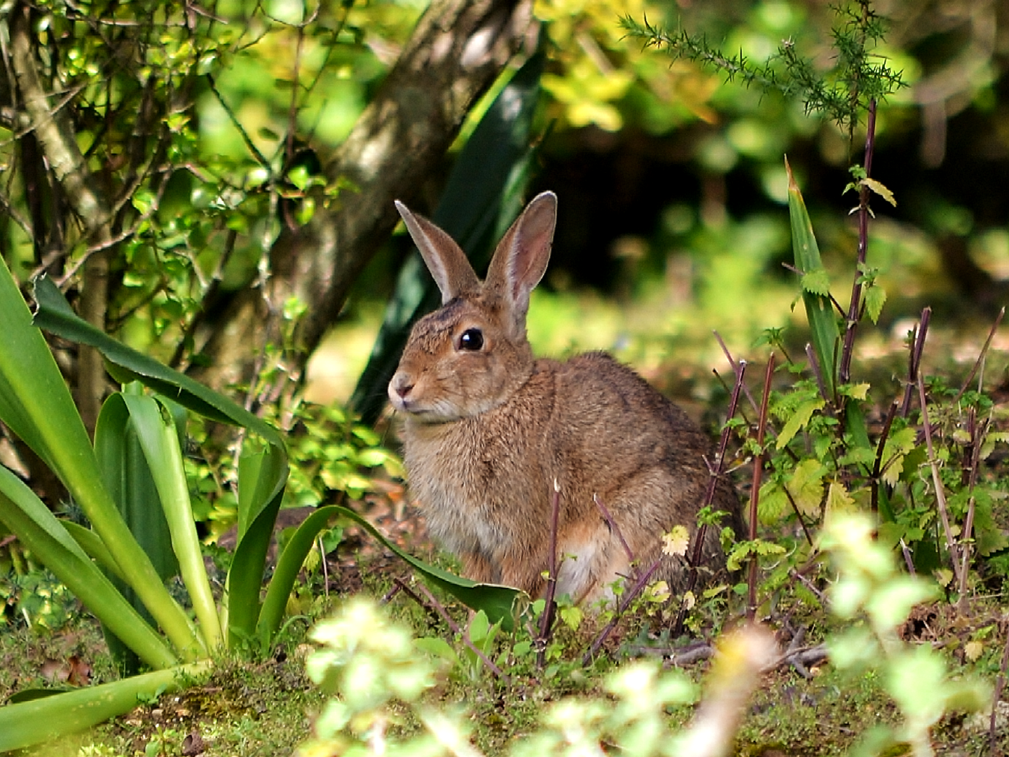 Conejo (Oryctolagus cuniculus)