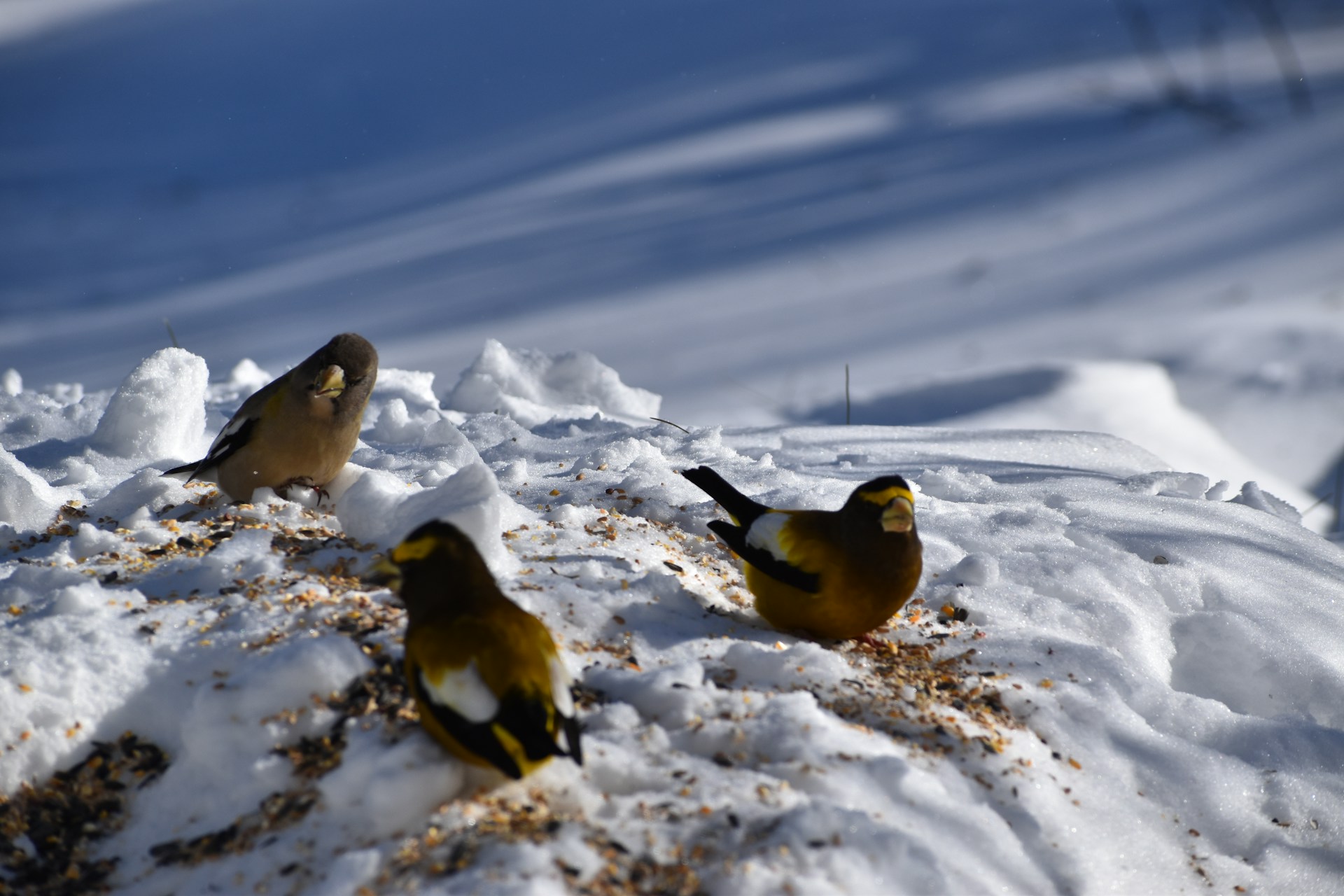 Consejos para Alimentar Aves en Invierno
