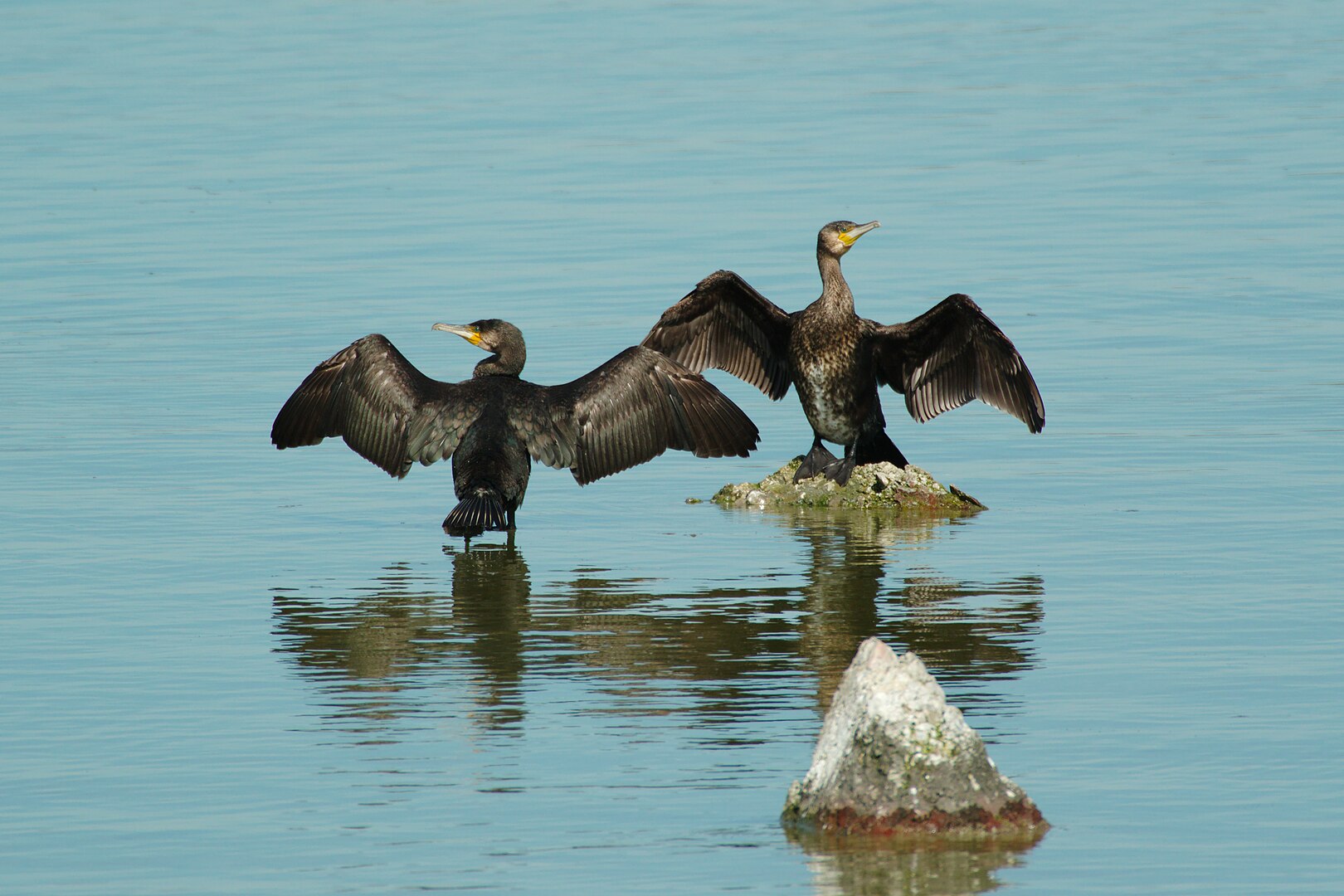 Cormorán Grande (Phalacrocorax carbo)