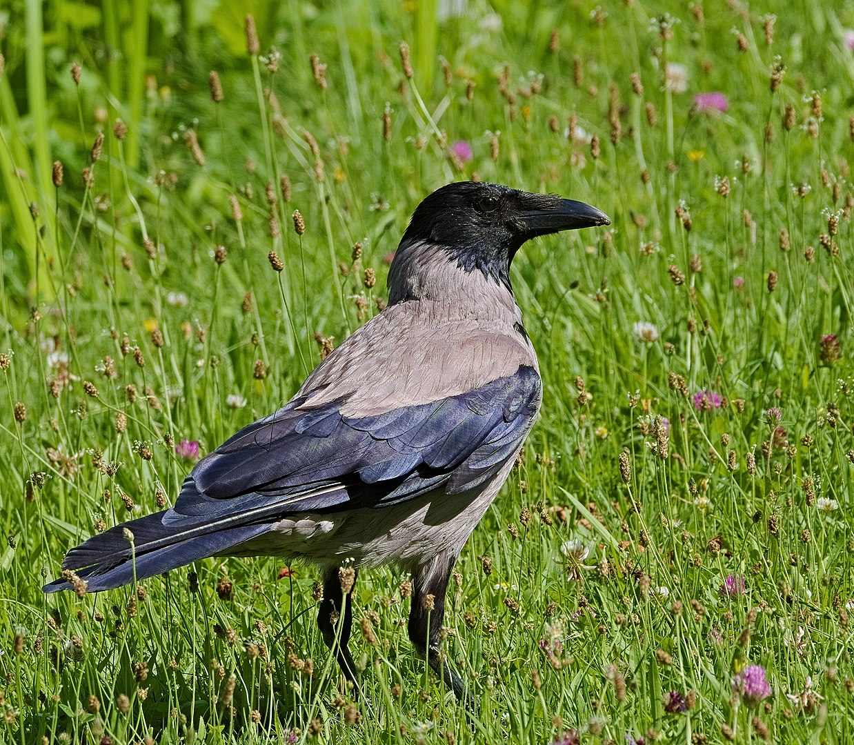Corneja (Corvus corone)