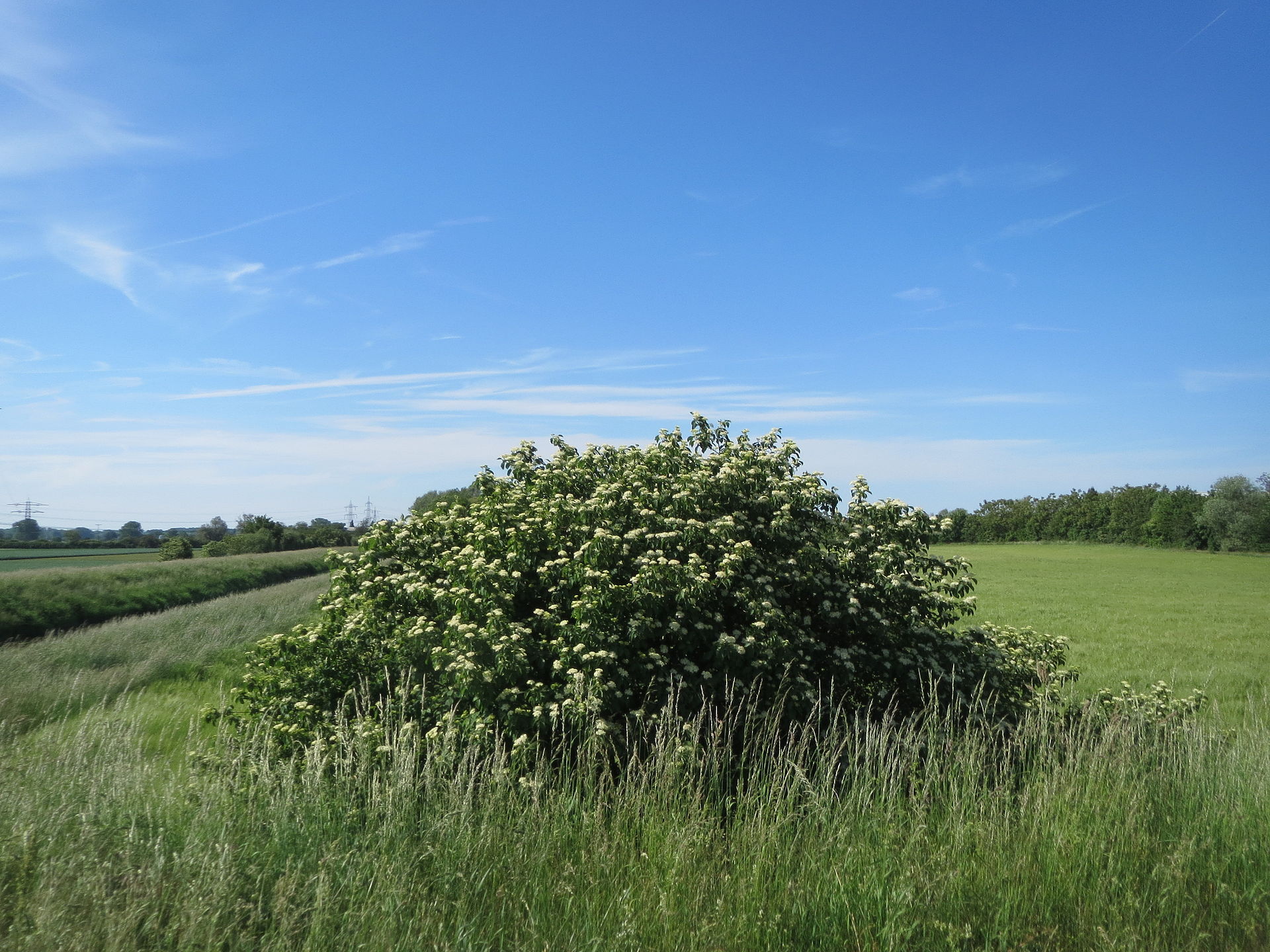 Cornus sanguinea