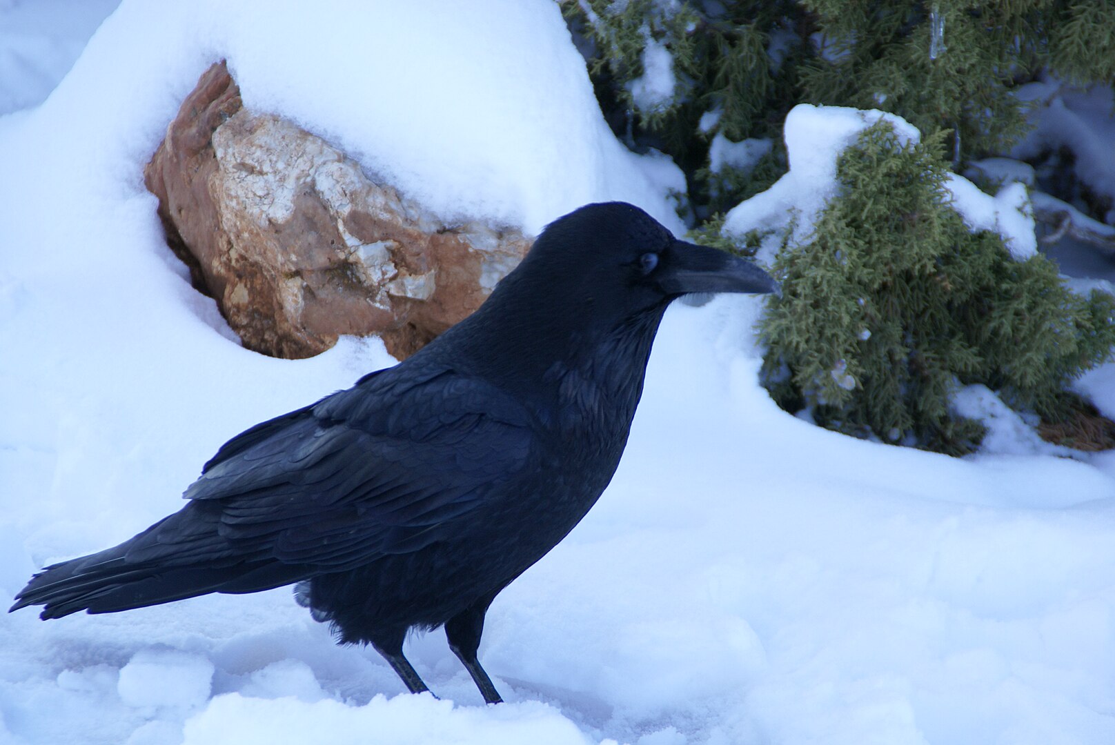 Cuervo (Corvus corax)