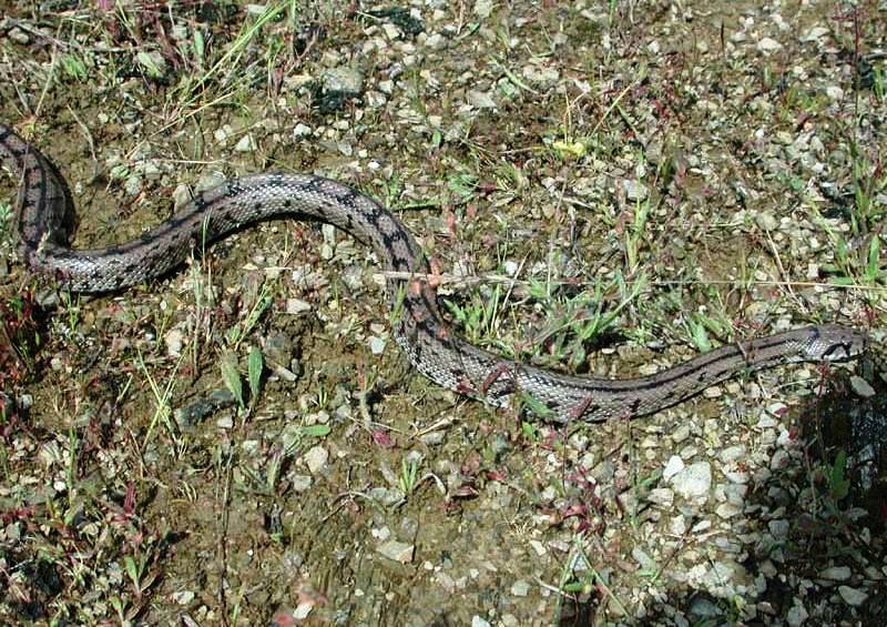 Culebra de Escalera (Zamenis scalaris)