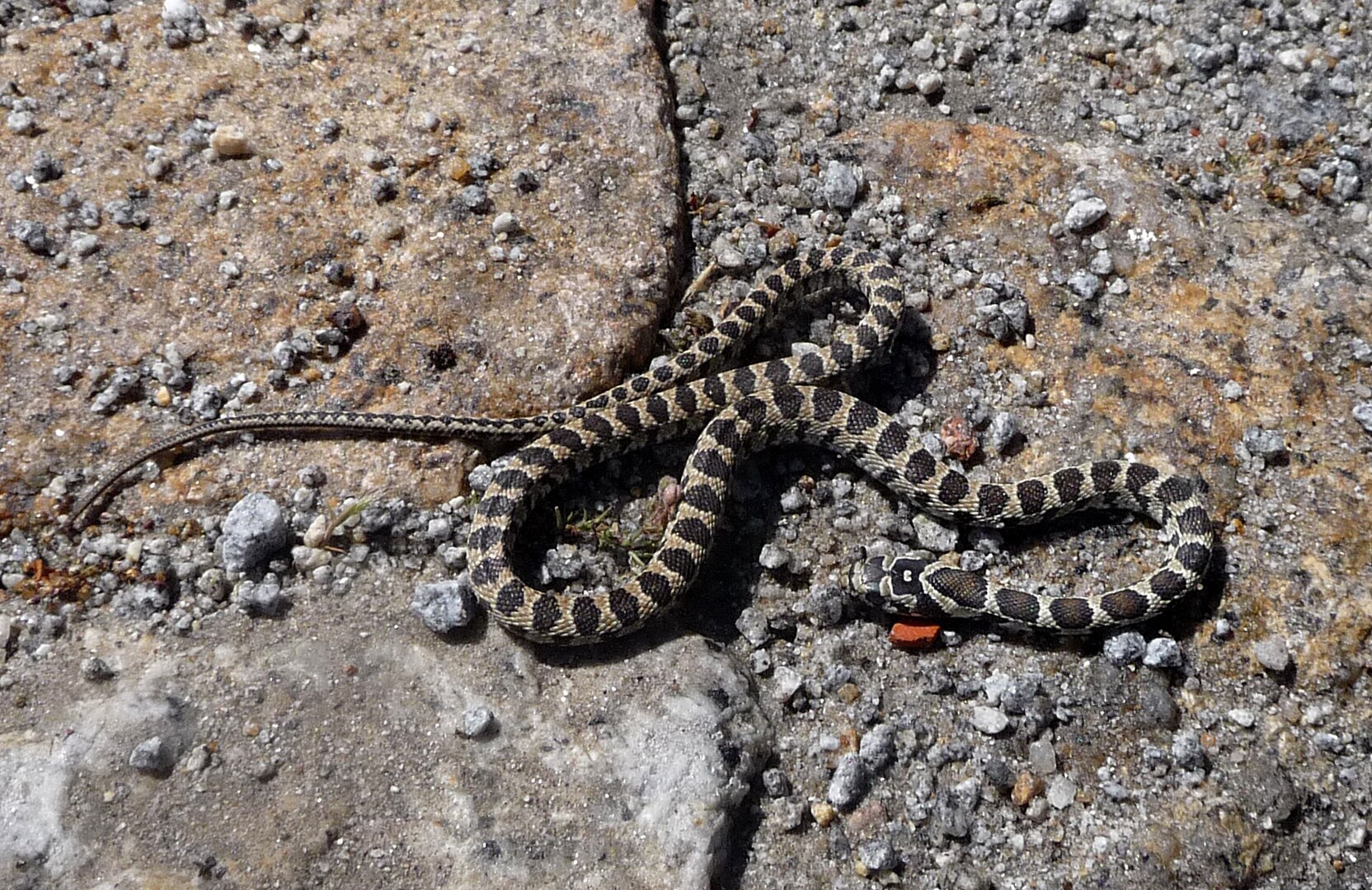 Culebra de Herradura (Hemorrhois hippocrepis)