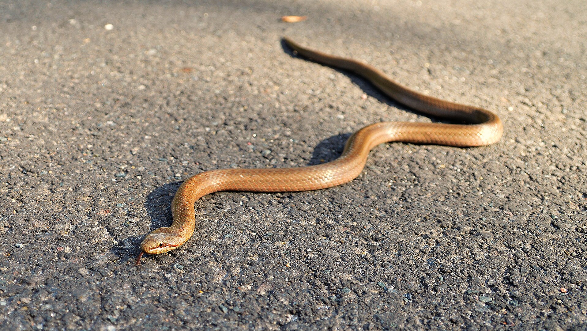 Culebra Lisa Europea (Coronella austriaca)