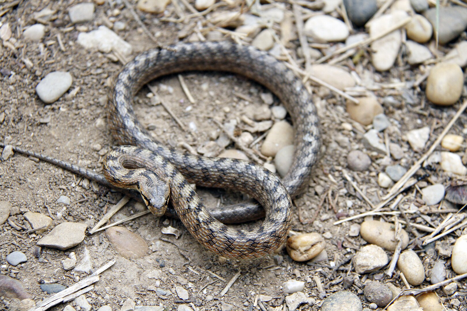 Culebra Lisa Meridional (Coronella girondica)