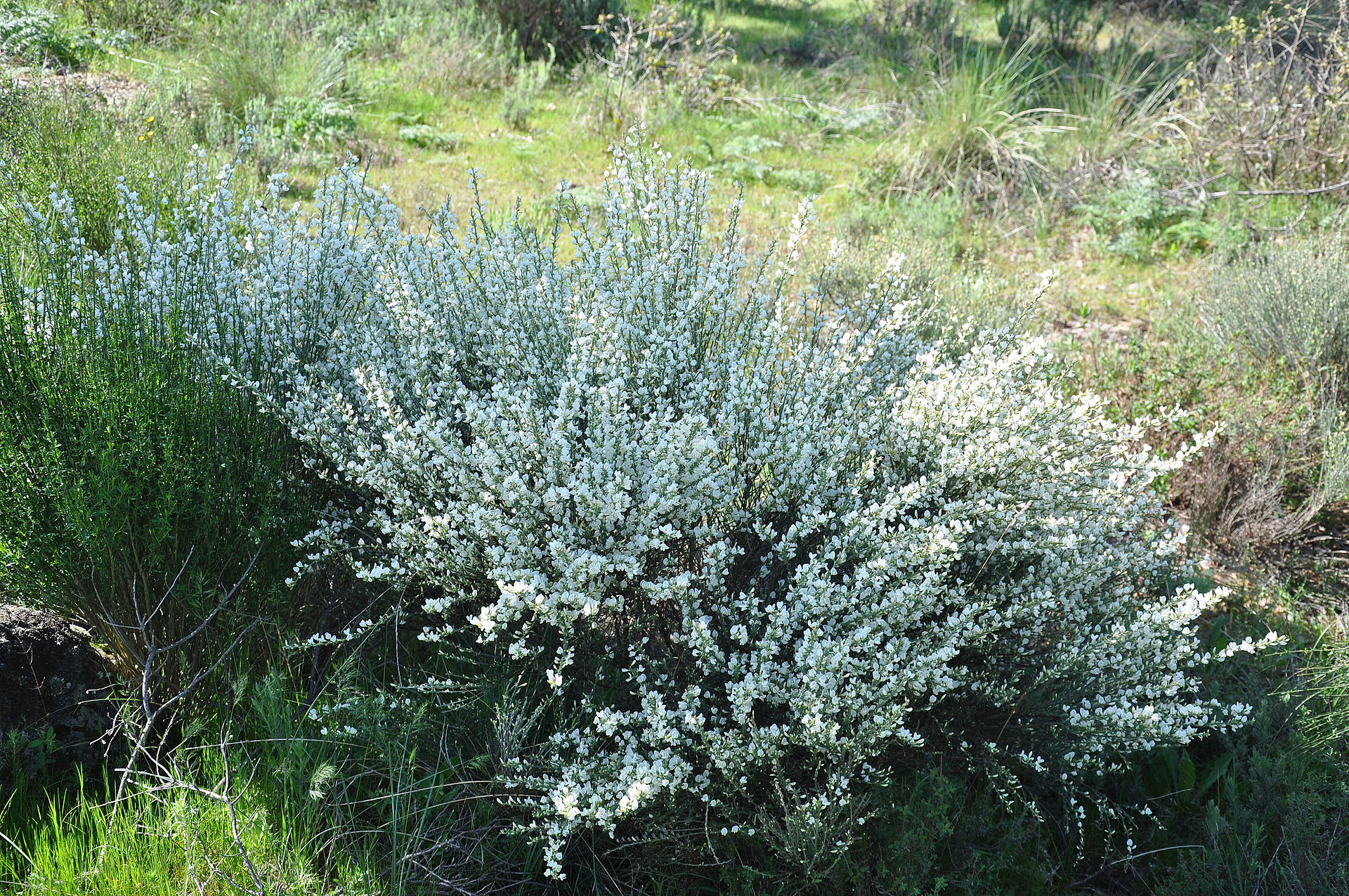 Cytisus multiflorus