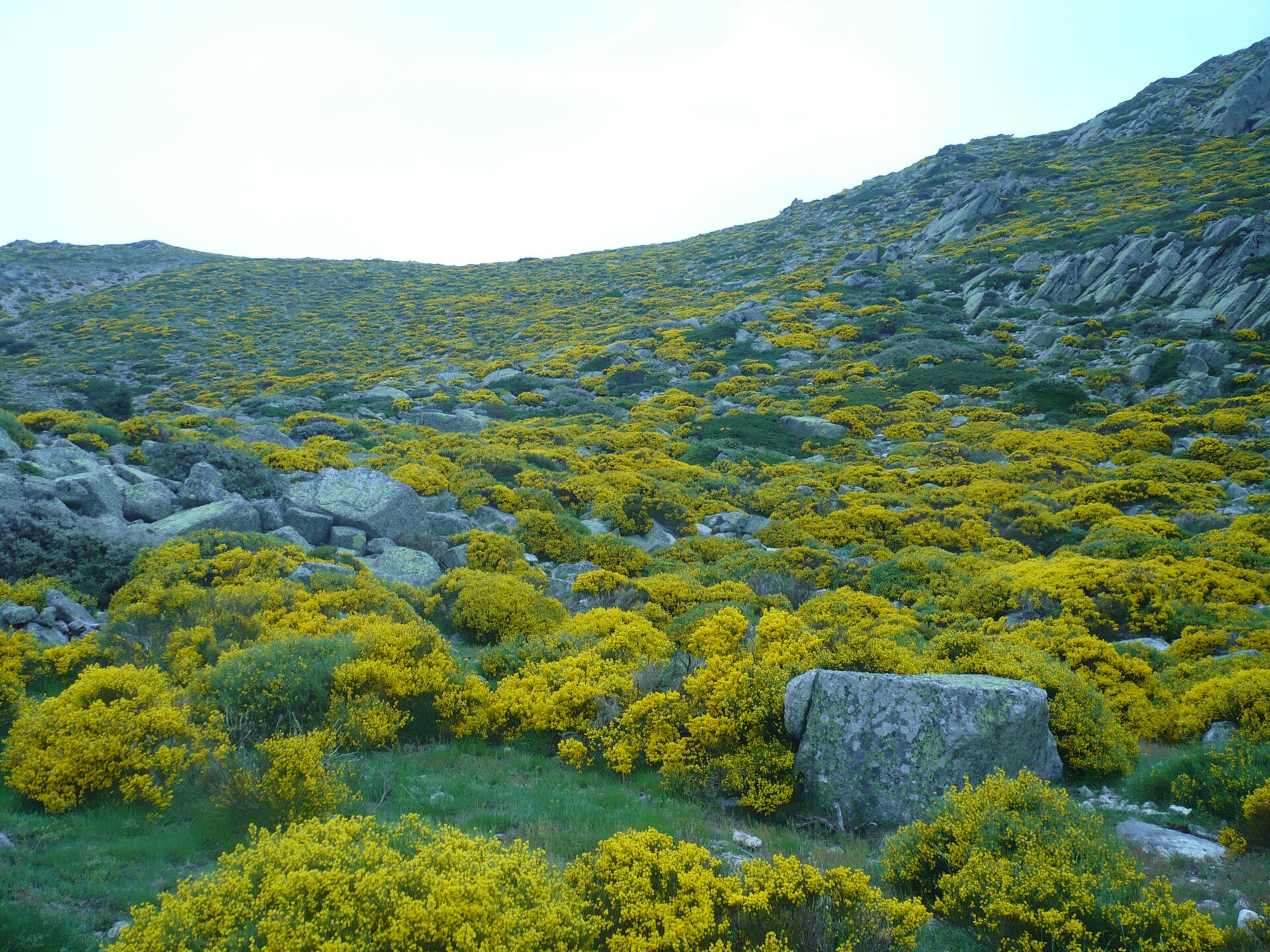 Cytisus oromediterraneus