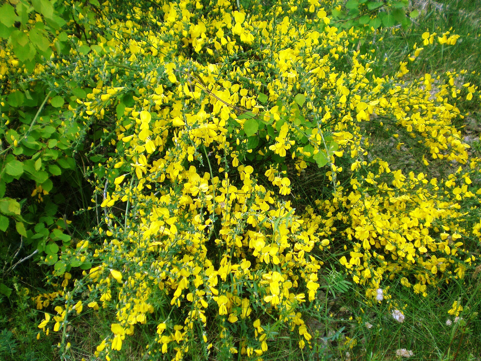 Cytisus scoparius