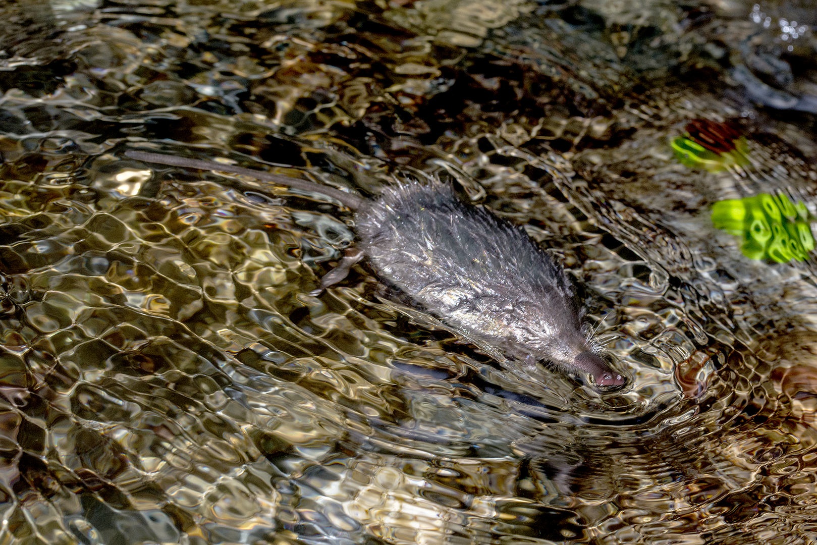 Desmán Ibérico (Galemys pyrenaicus)