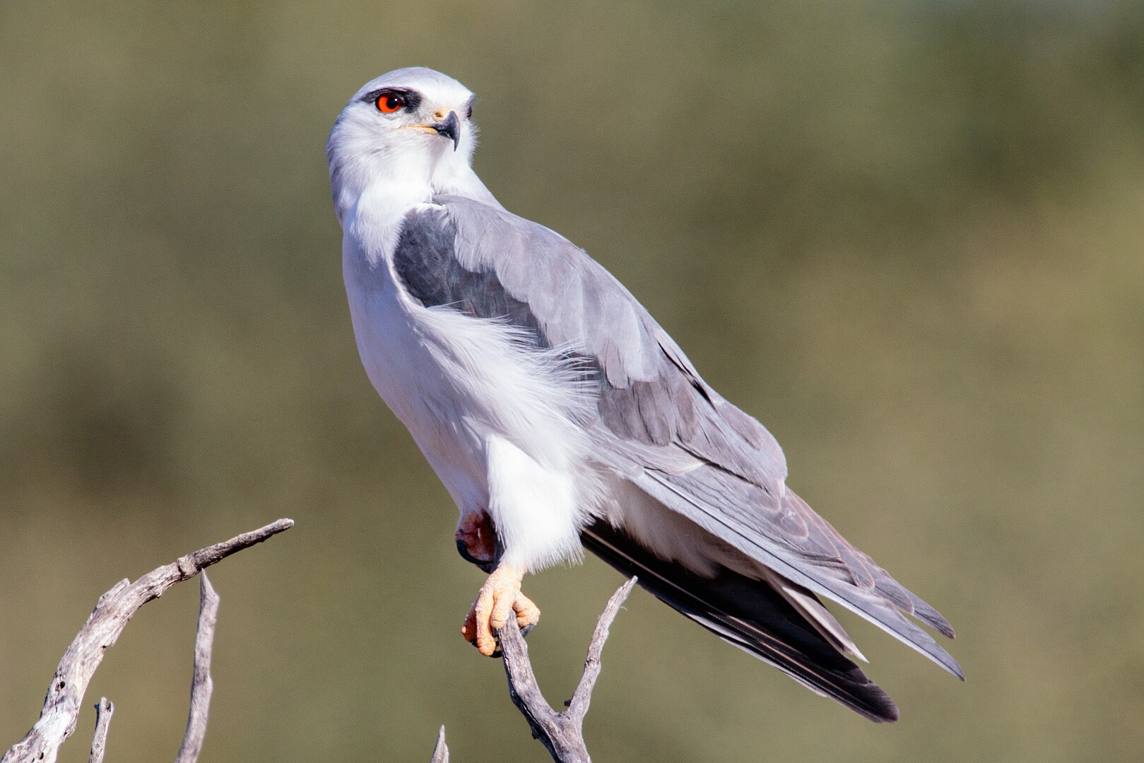 Elanio Común (Elanus caeruleus)
