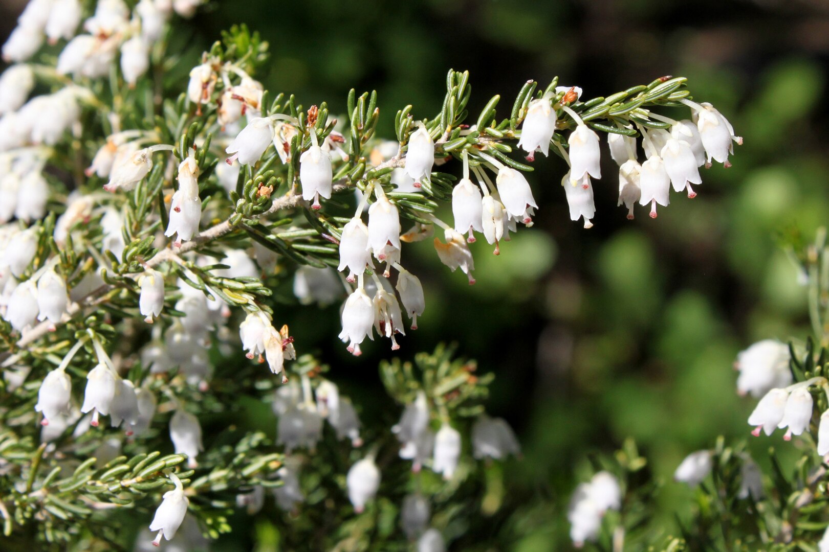Erica arborea