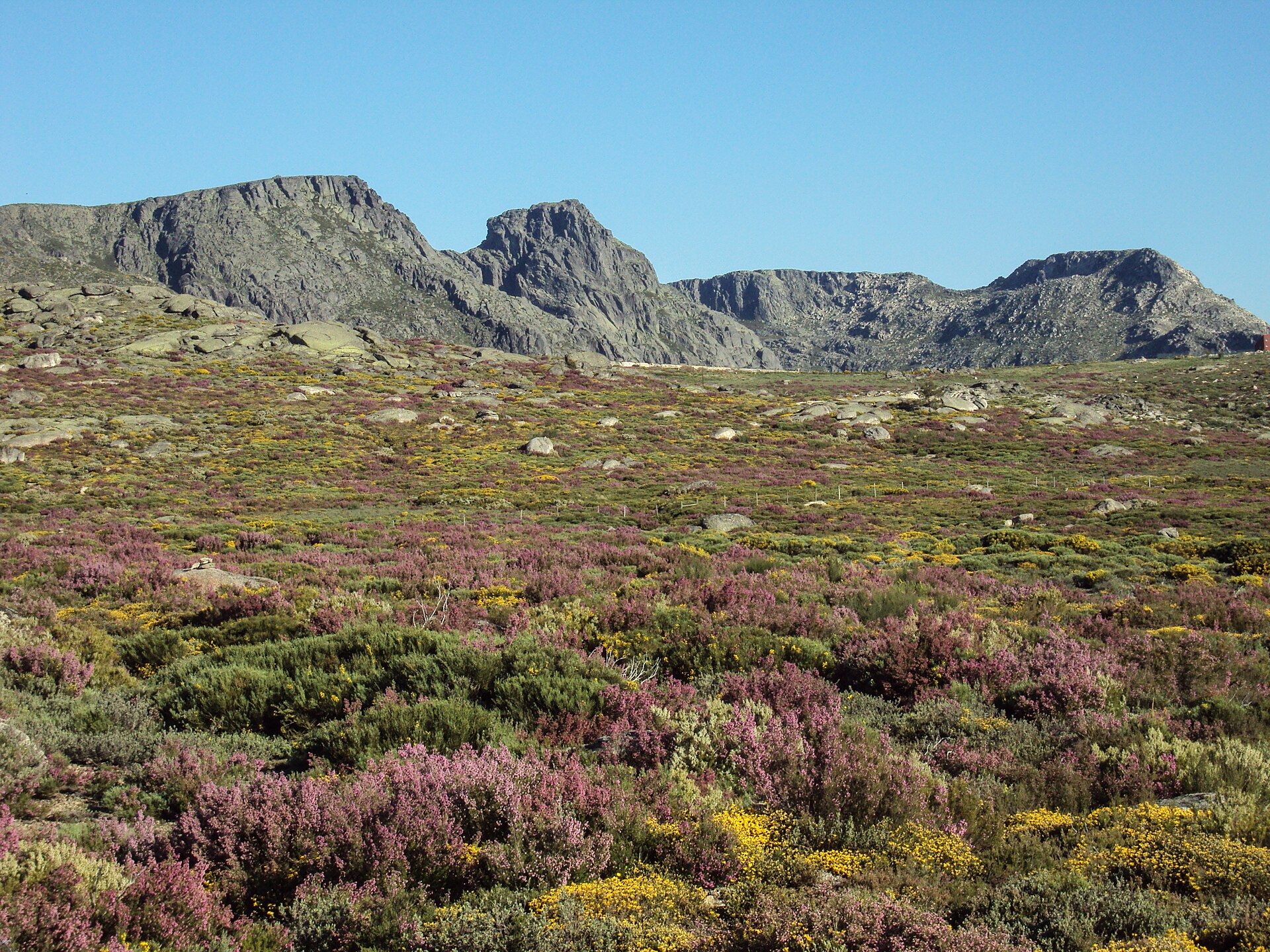 Erica australis