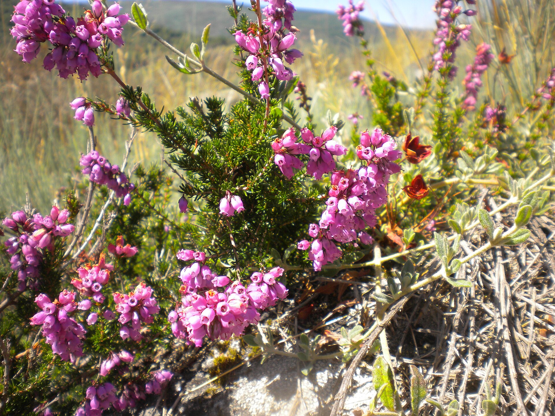 Erica cinerea