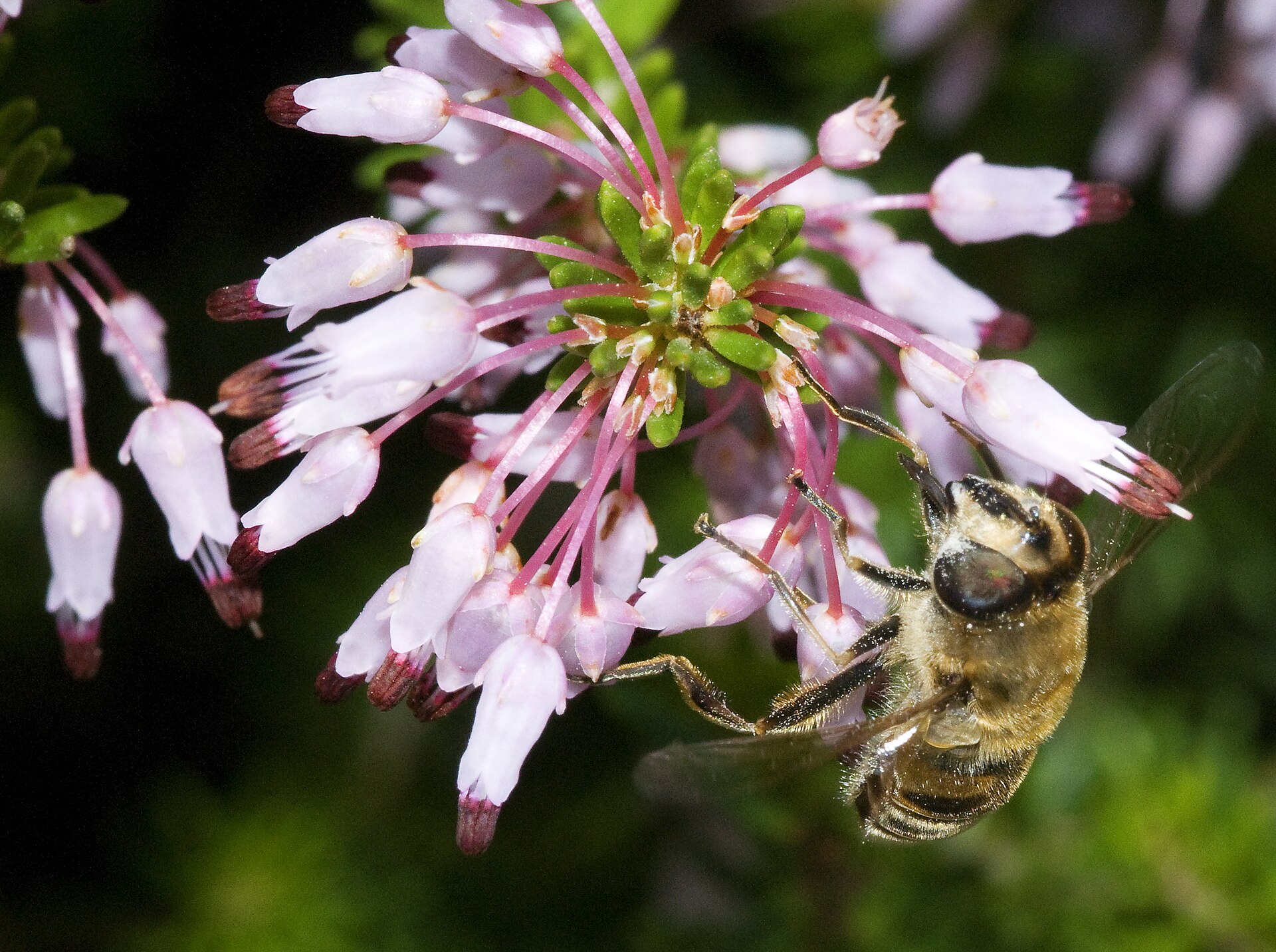 Erica multiflora