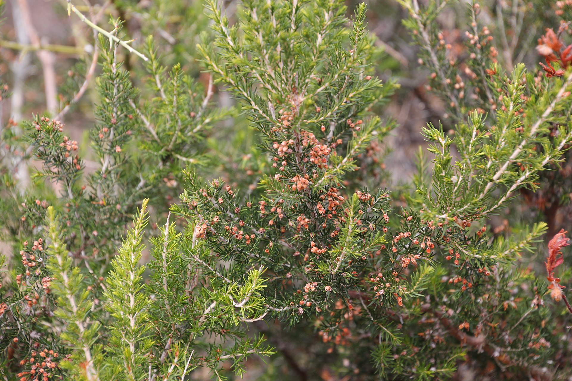 Erica scoparia