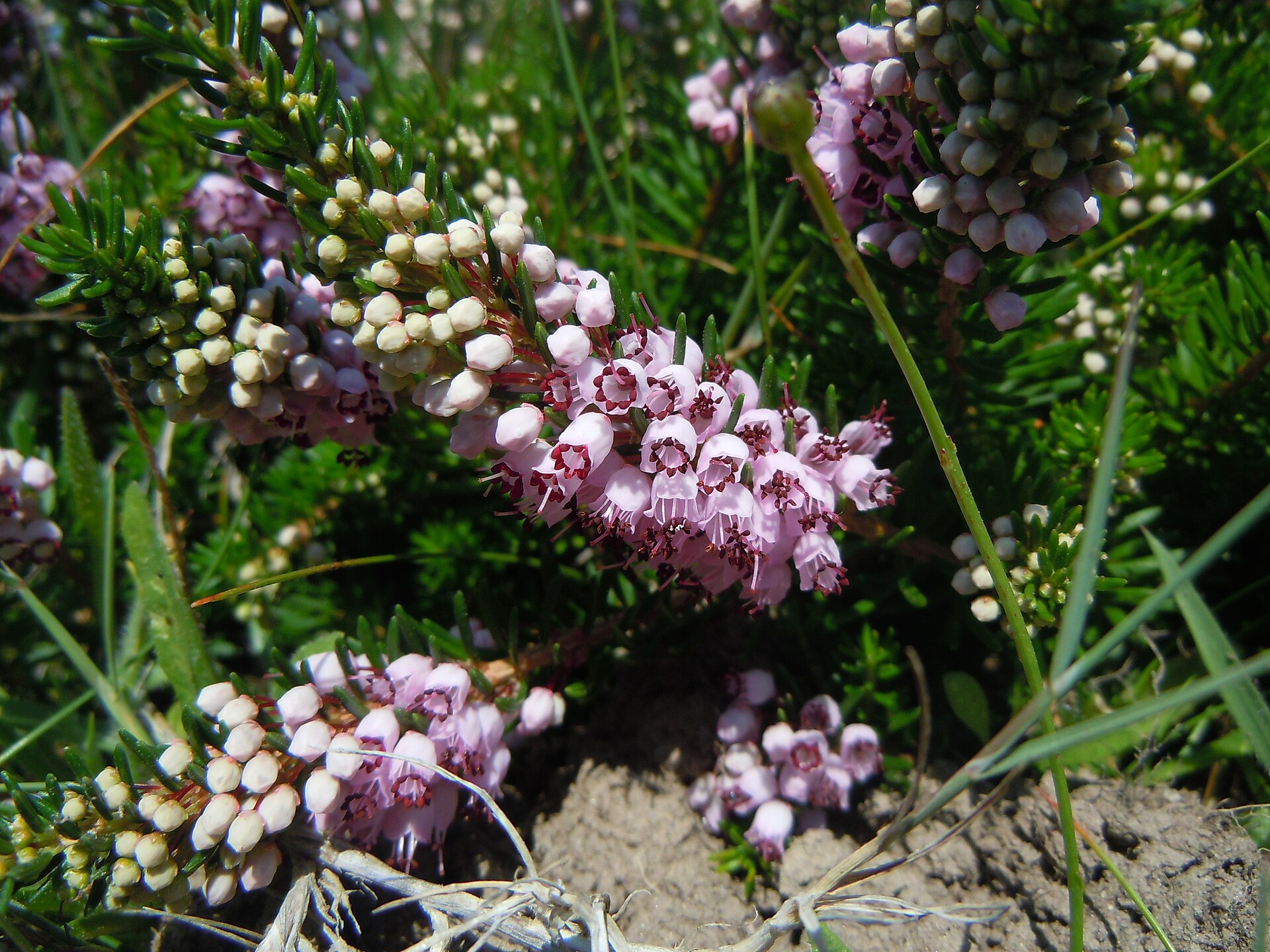 Erica vagans