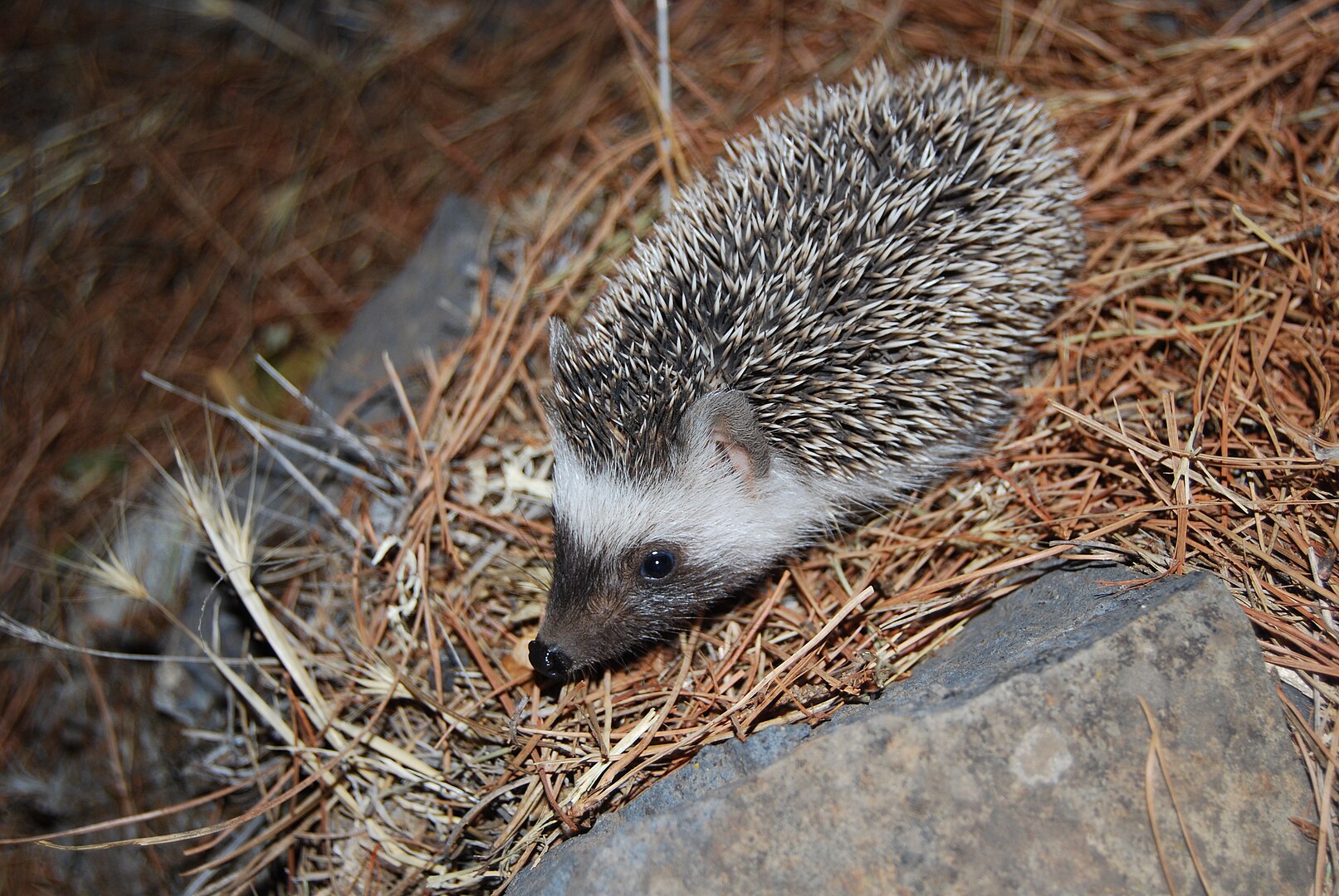 Erizo Moruno (Atelerix algirus)