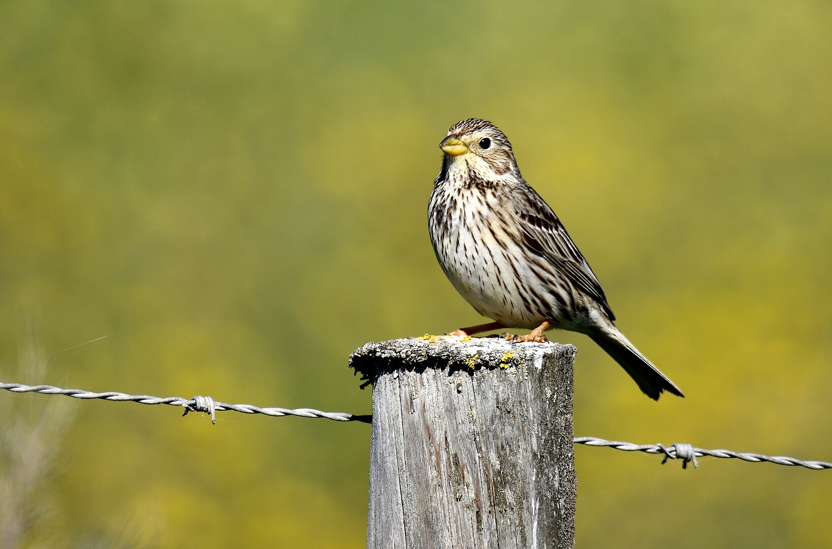 Escribano Triguero (Emberiza calandra)