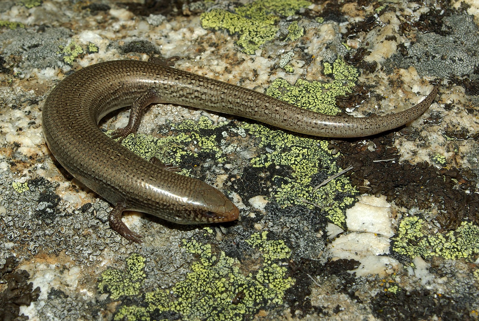 Eslizón Ibérico (Chalcides bedriagai)