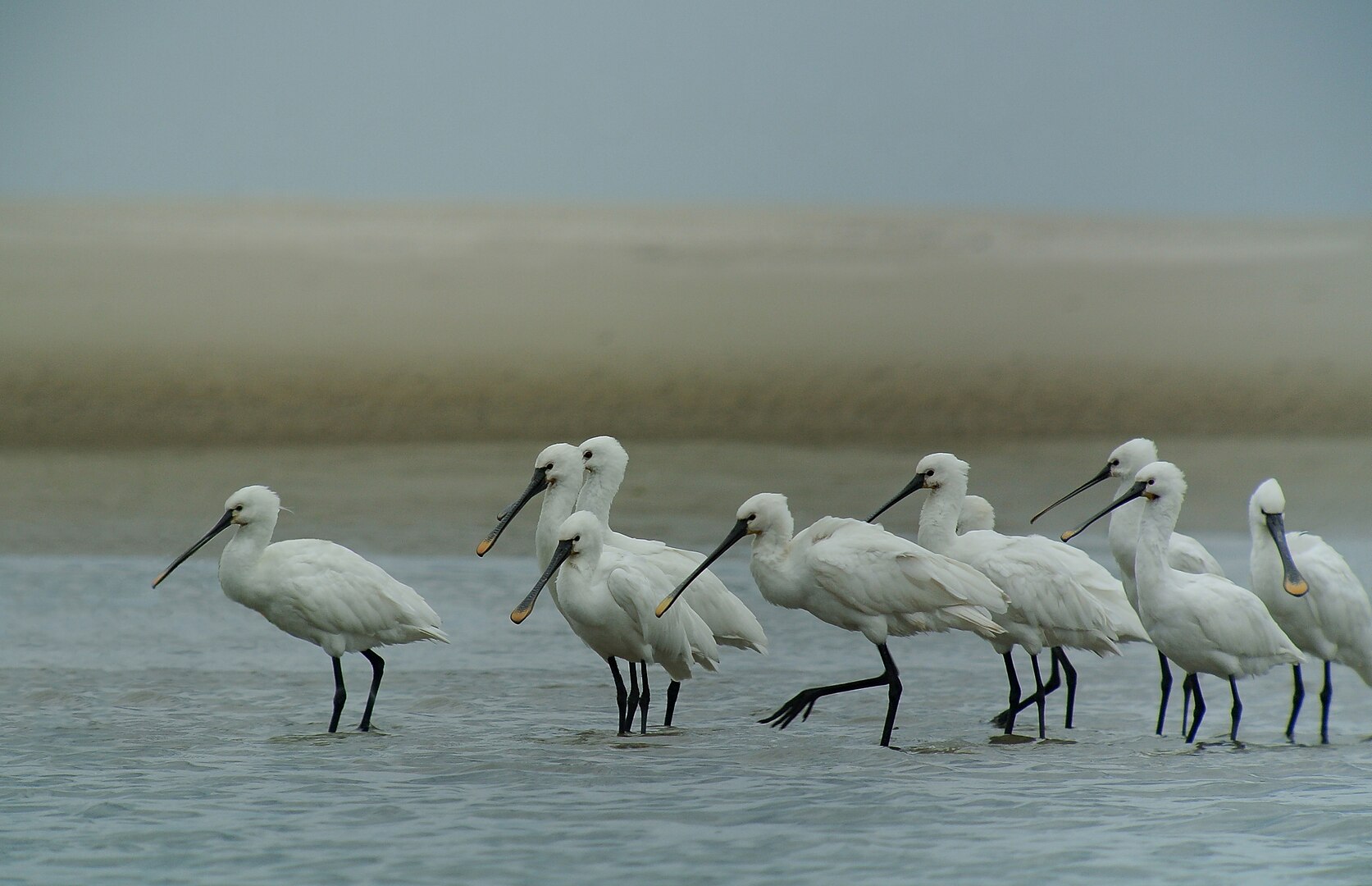 Espátula Común (Platalea leucorodia)