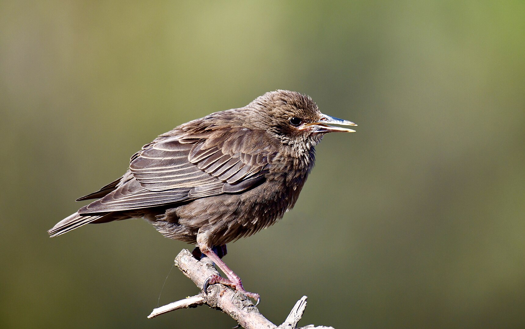 Estornino Negro (Sturnus unicolor)