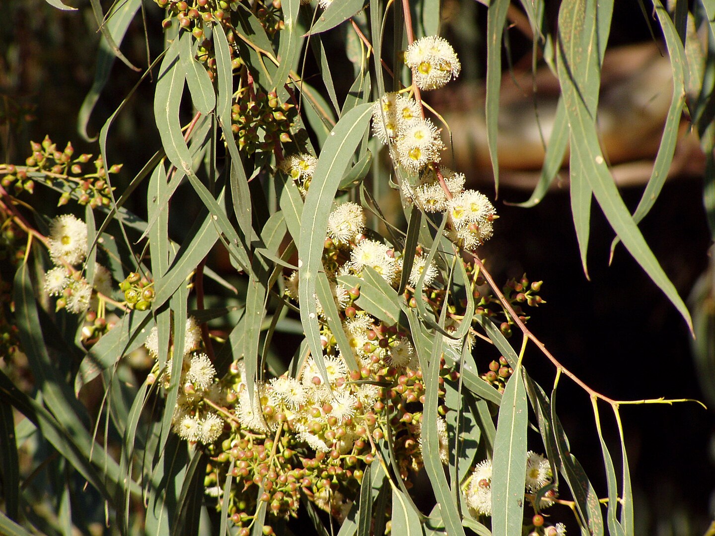 Eucalyptus camaldulensis