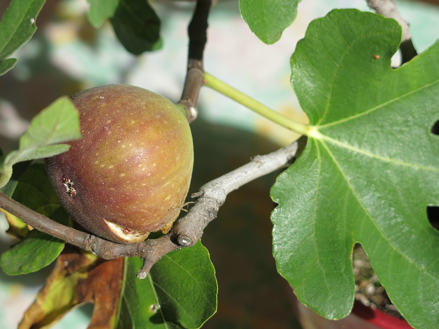 Ficus carica