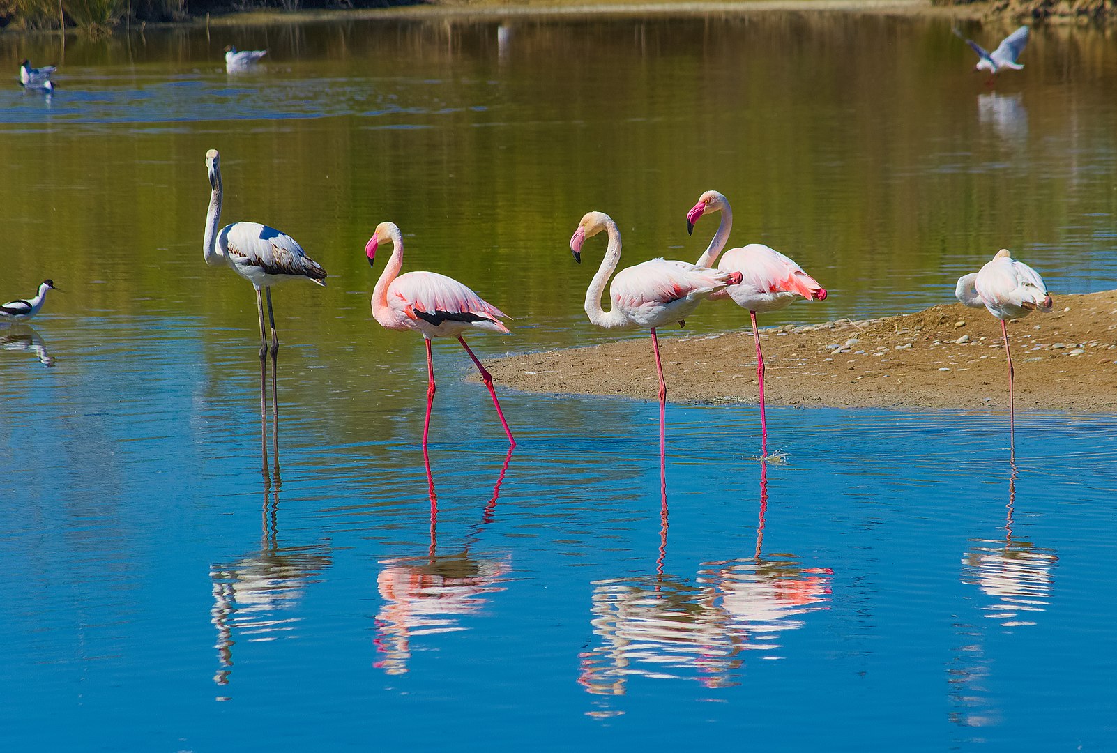Flamenco Común (Phoenicopterus roseus)