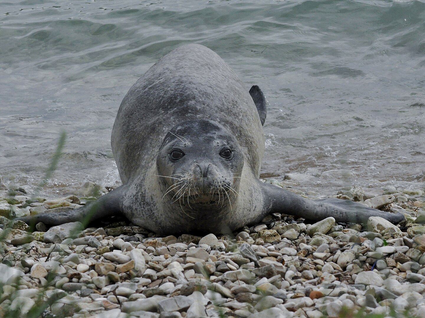 Foca Monje del Mediterráneo (Monachus monachus)