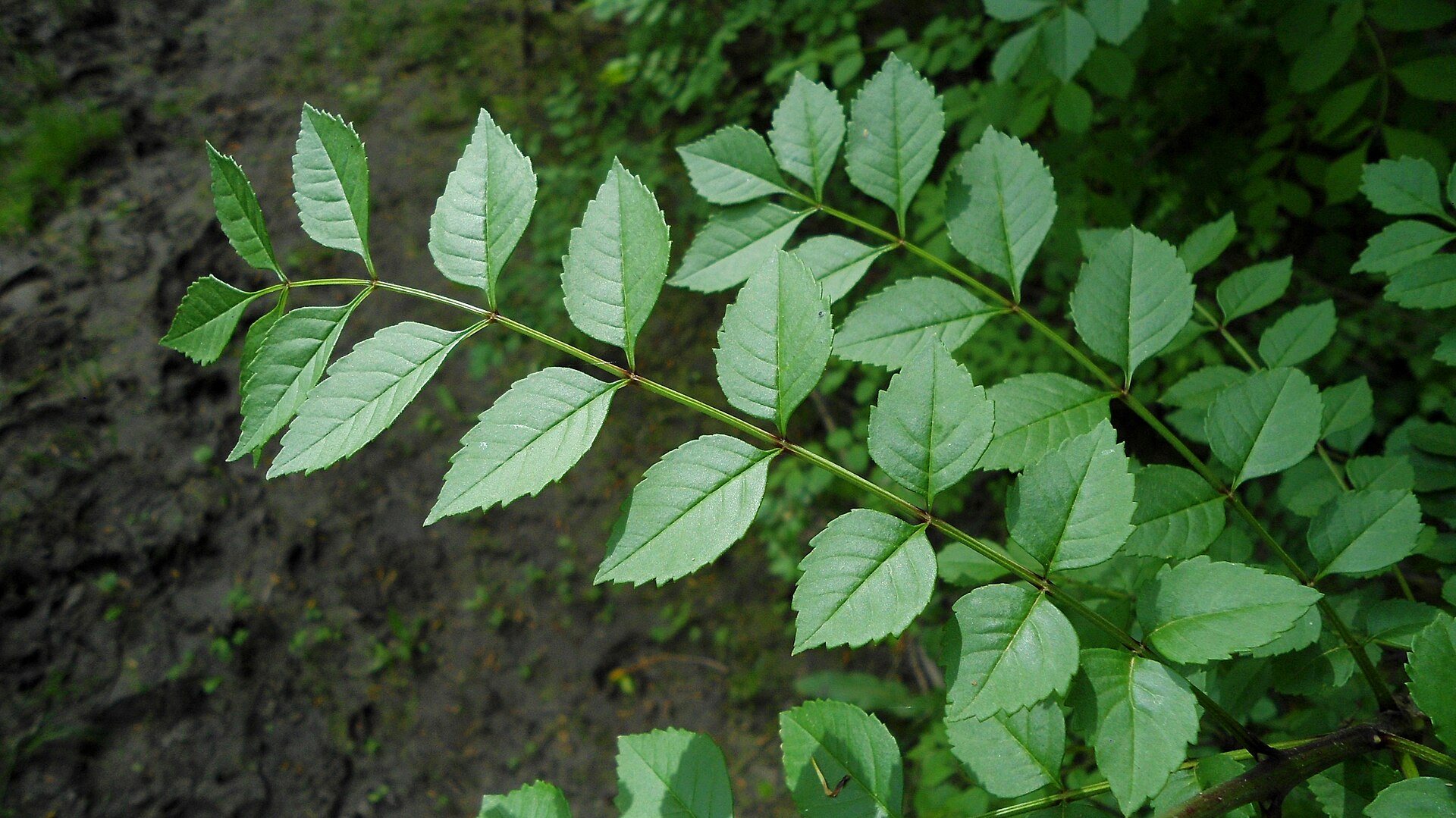 Fraxinus angustifolia