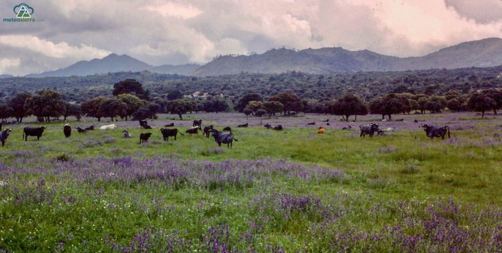 Fresnedillas de la Oliva
