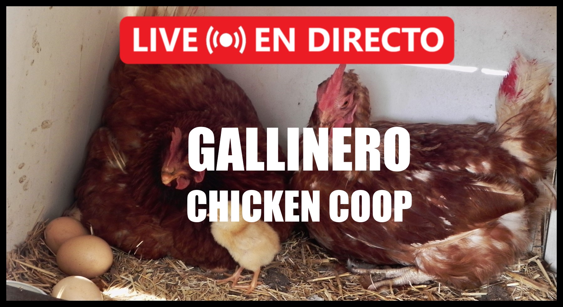 Gallinero