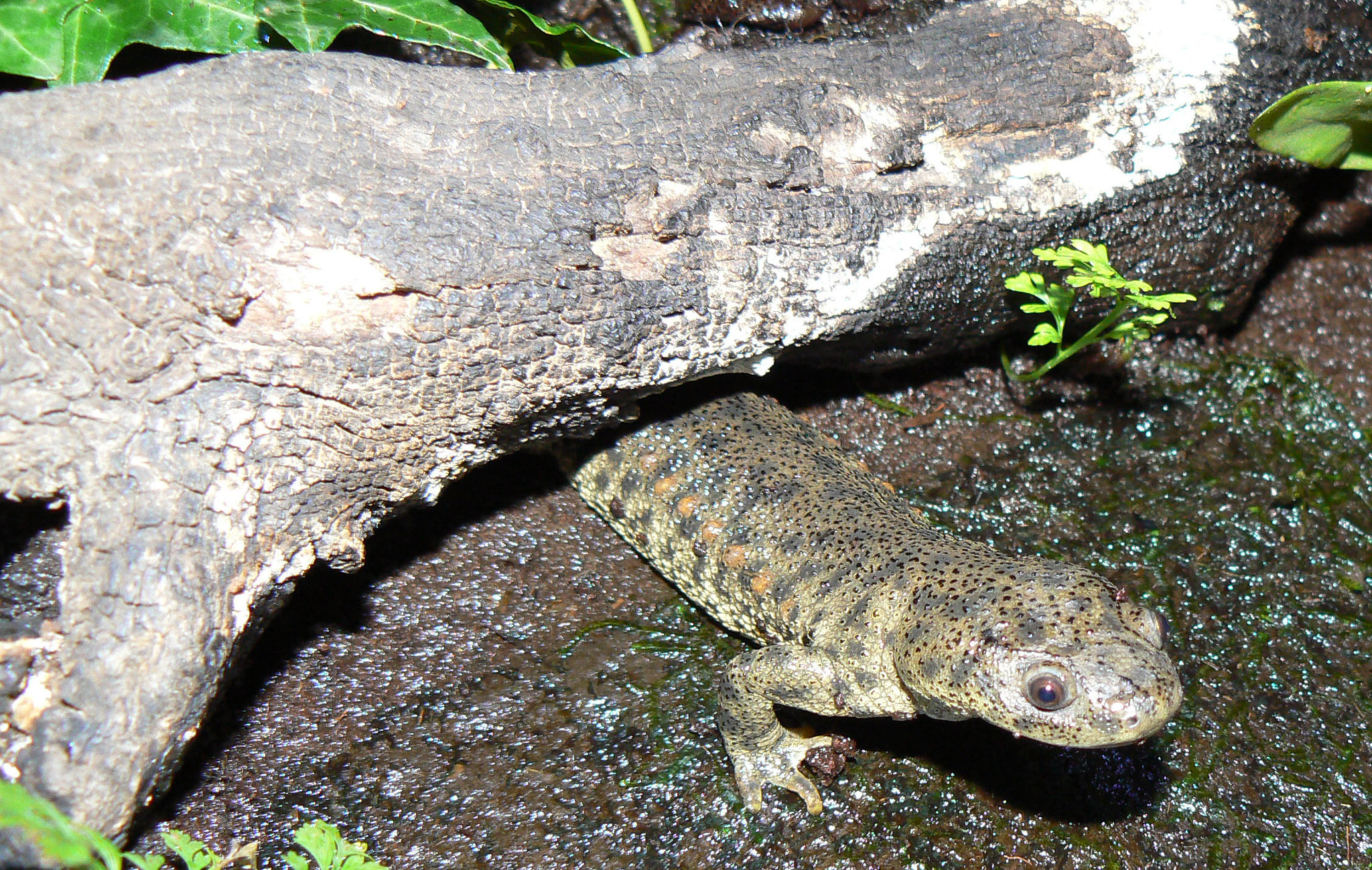 Gallipato (Pleurodeles waltl)