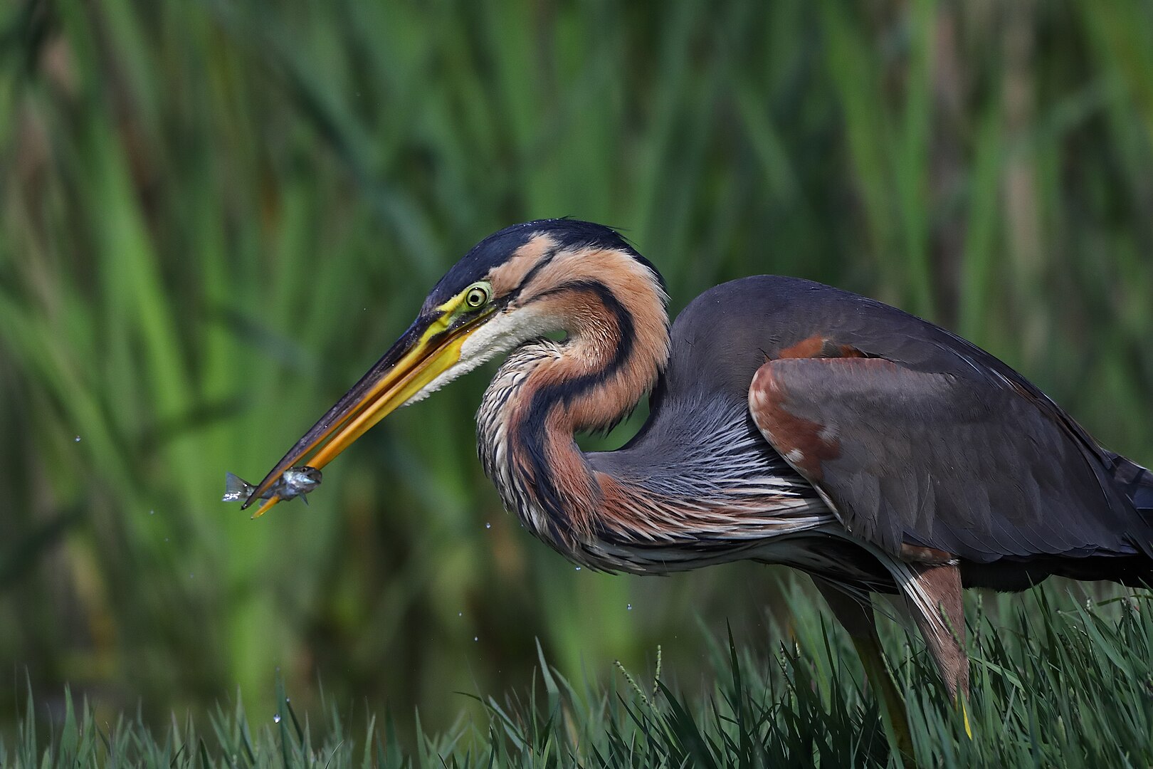 Garza Imperial (Ardea purpurea)