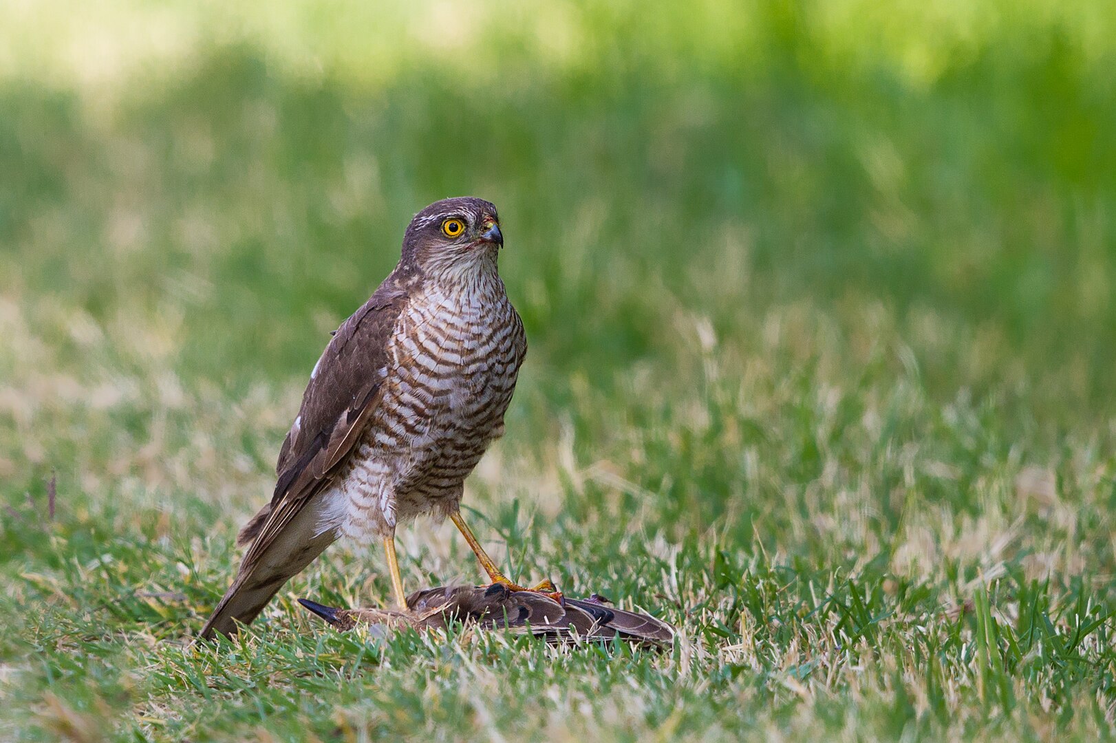 Gavilán Común (Accipiter nisus)