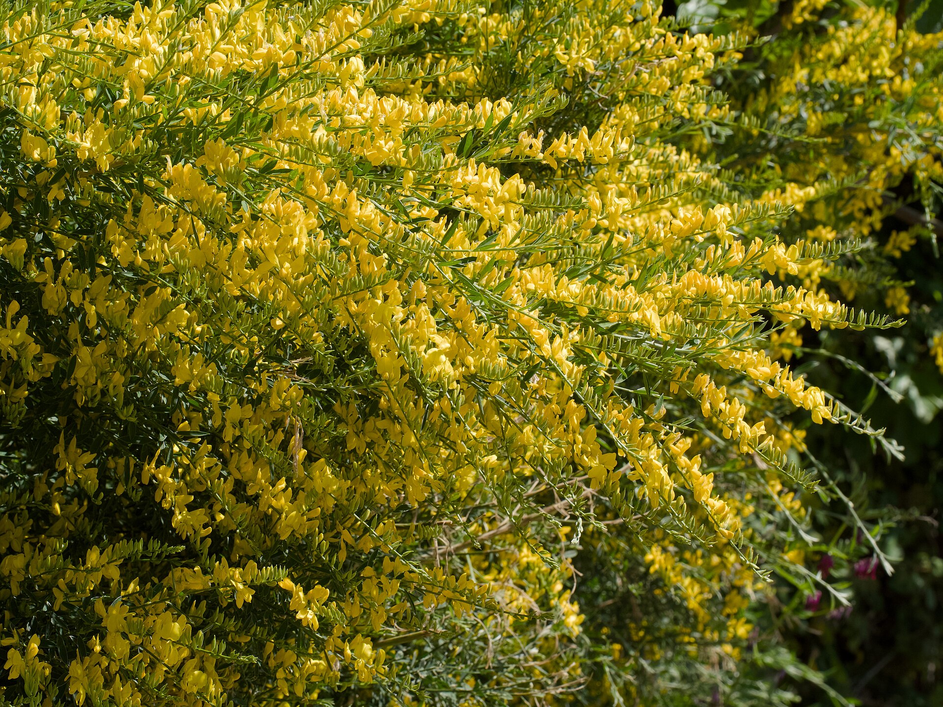 Genista florida
