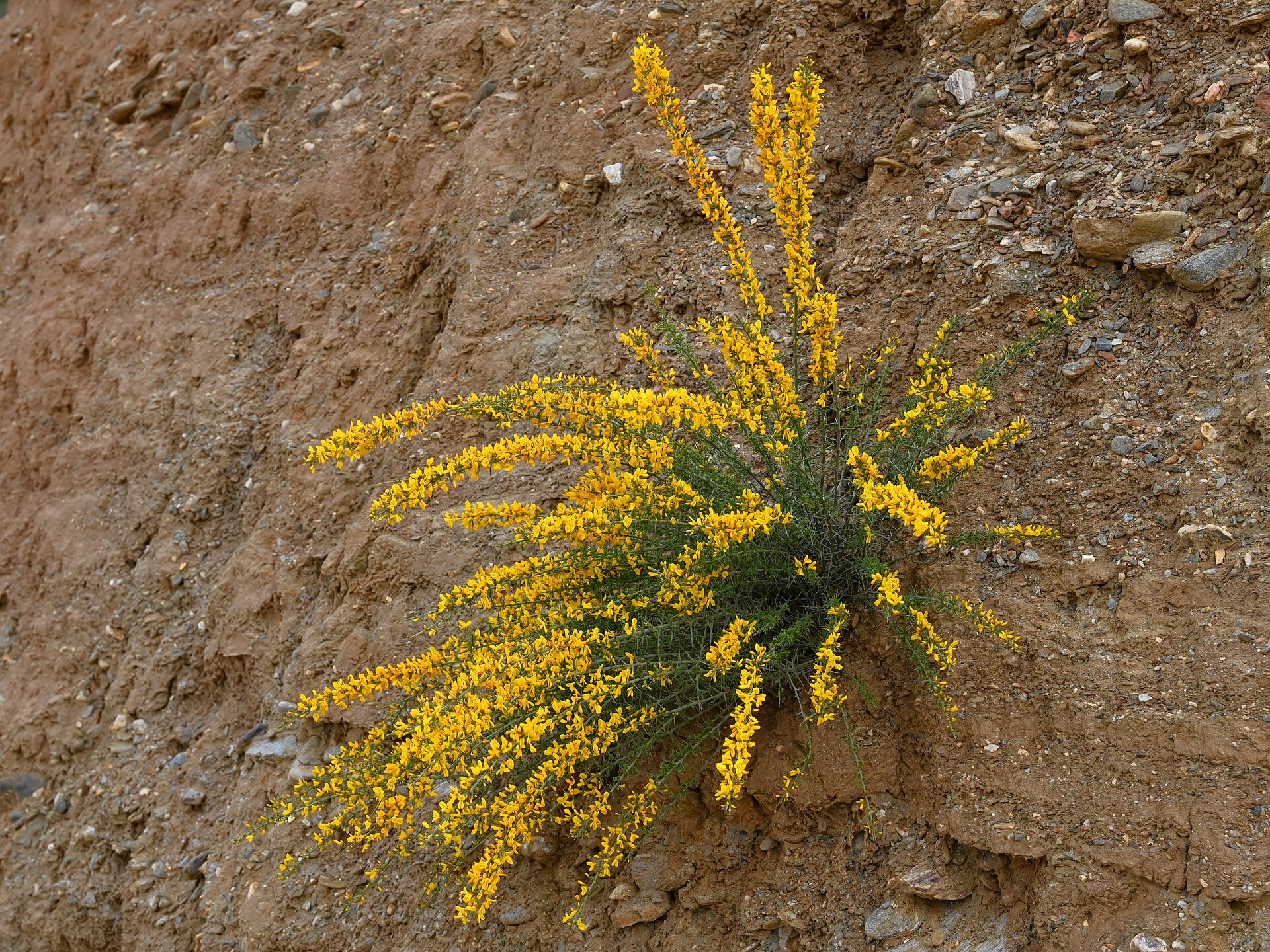 Genista scorpius