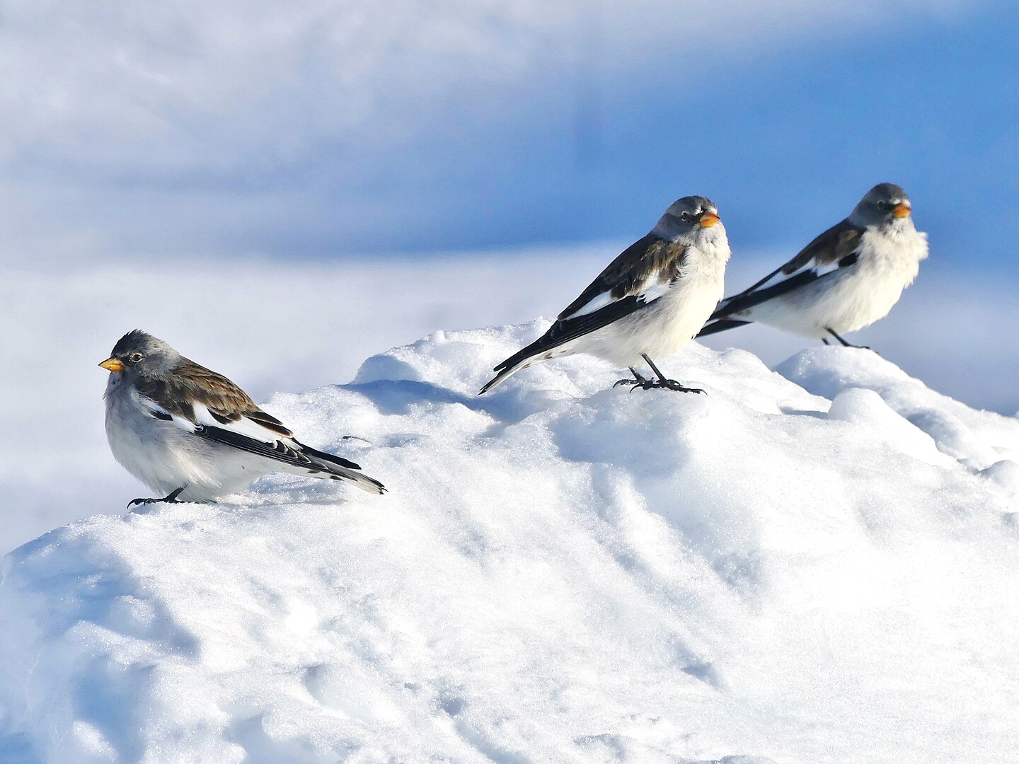 Gorrión Alpino (Montifringilla nivalis)