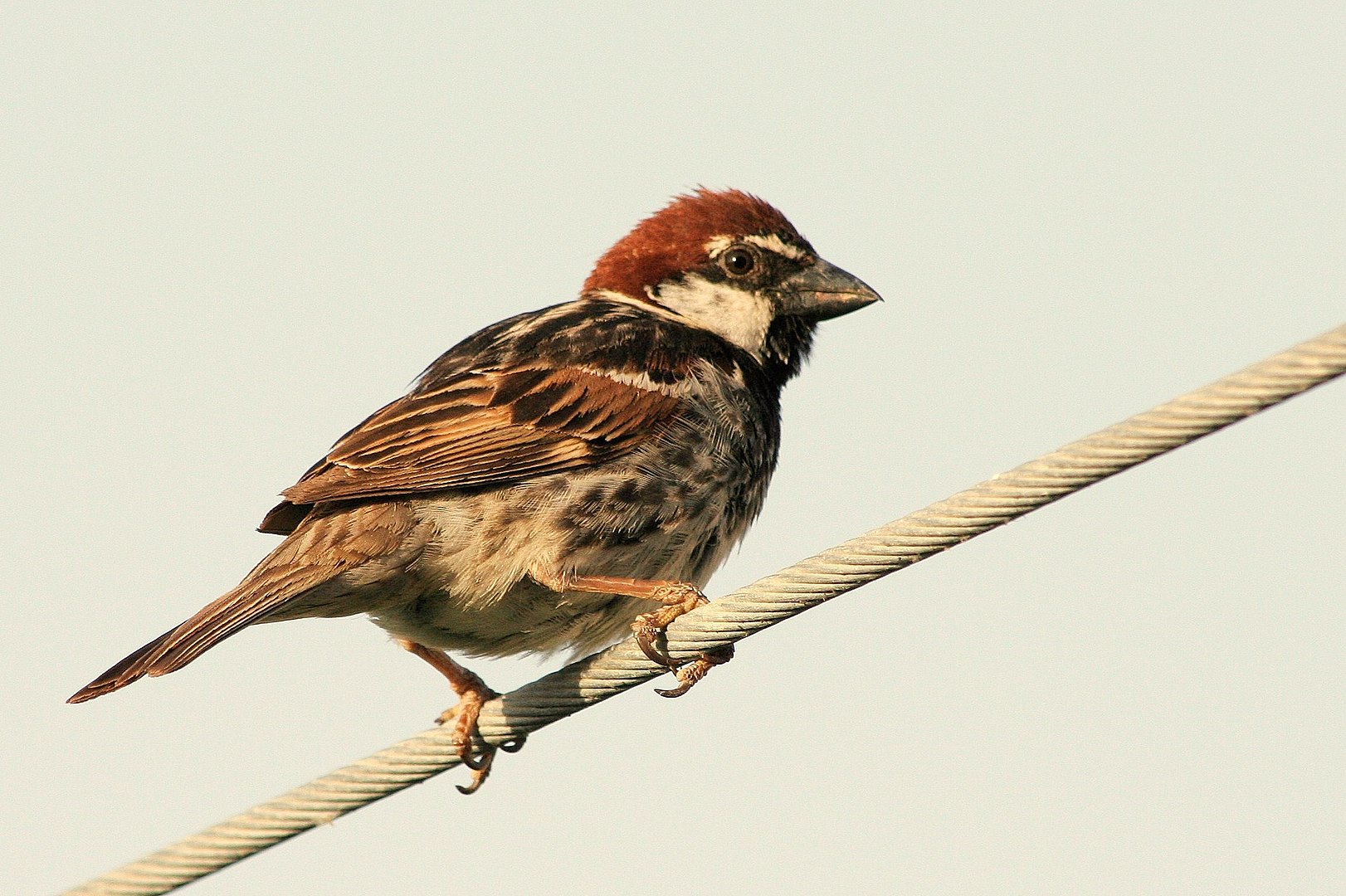 Gorrión Moruno (Passer hispaniolensis)