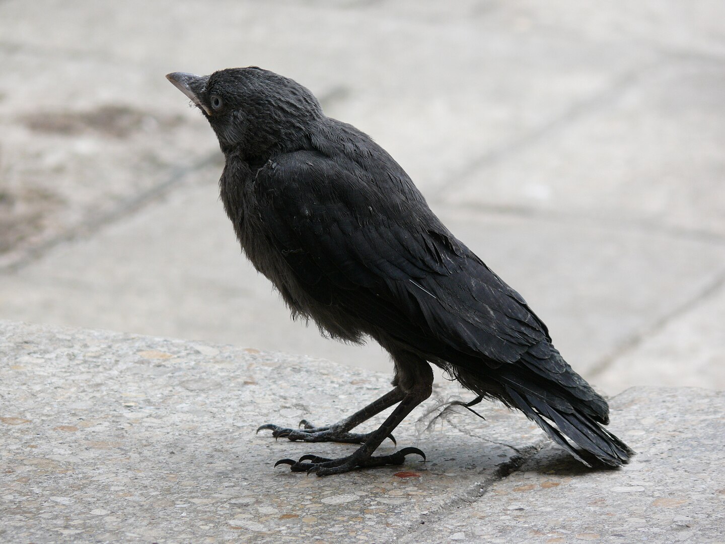 Grajilla (Corvus monedula)
