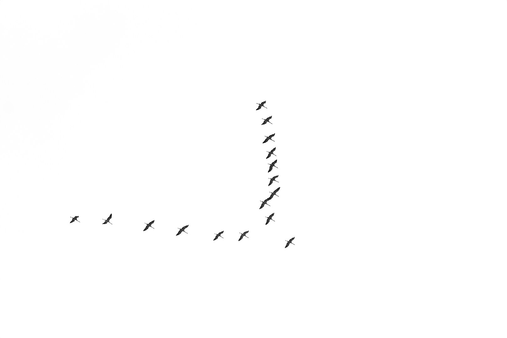 Grulla Común (Grus grus)