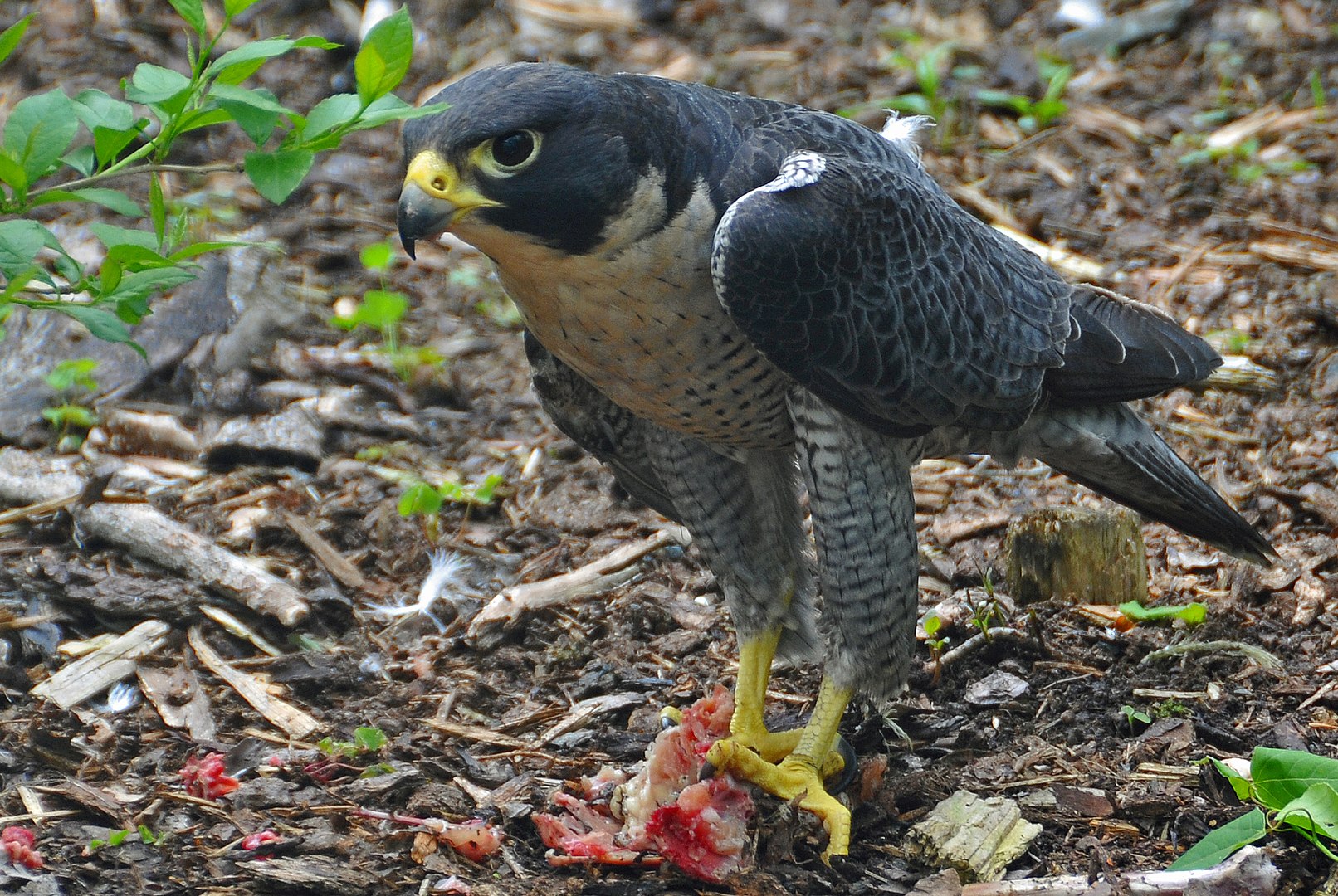 Halcón Peregrino (Falco peregrinus)
